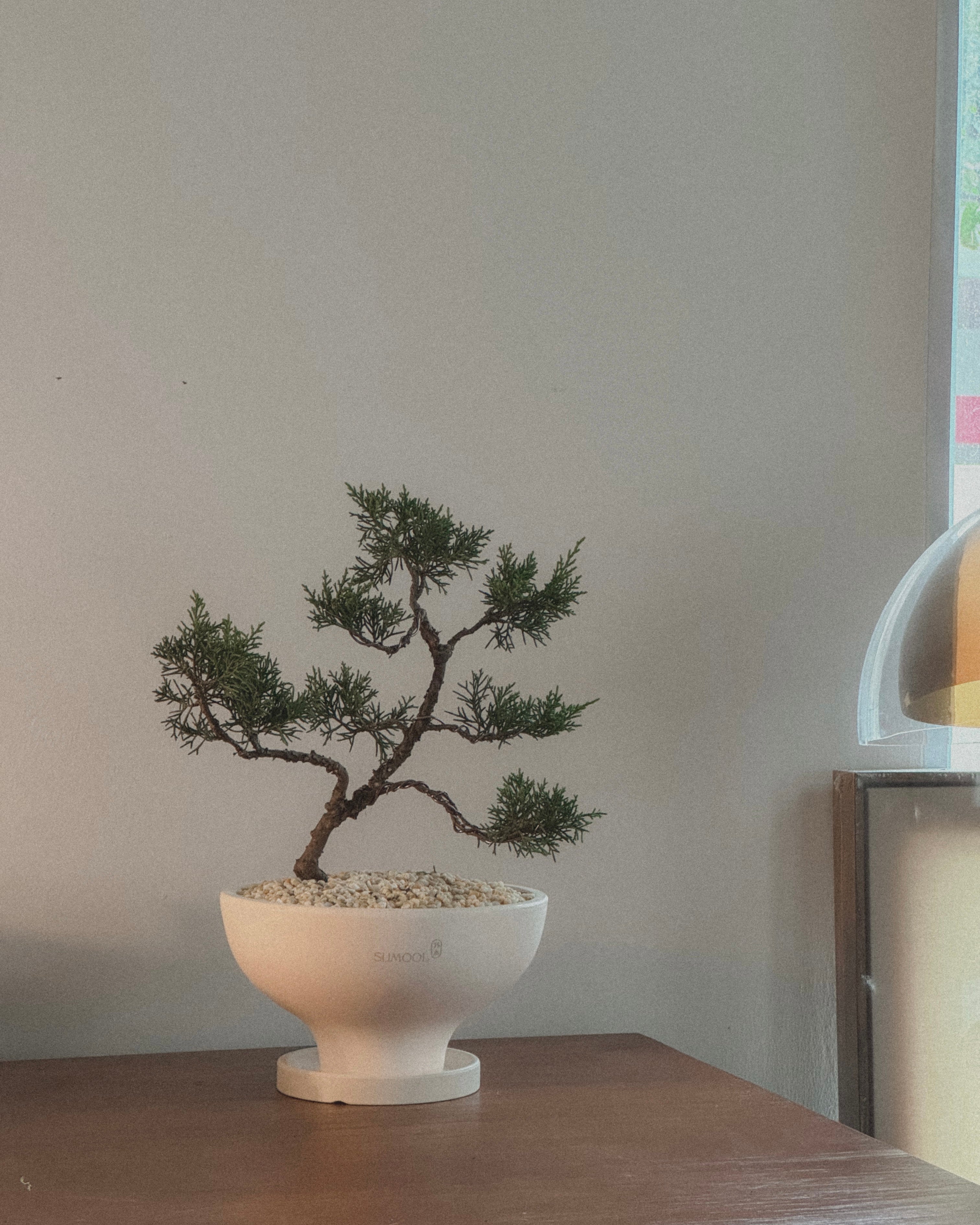 Tabletop Plants