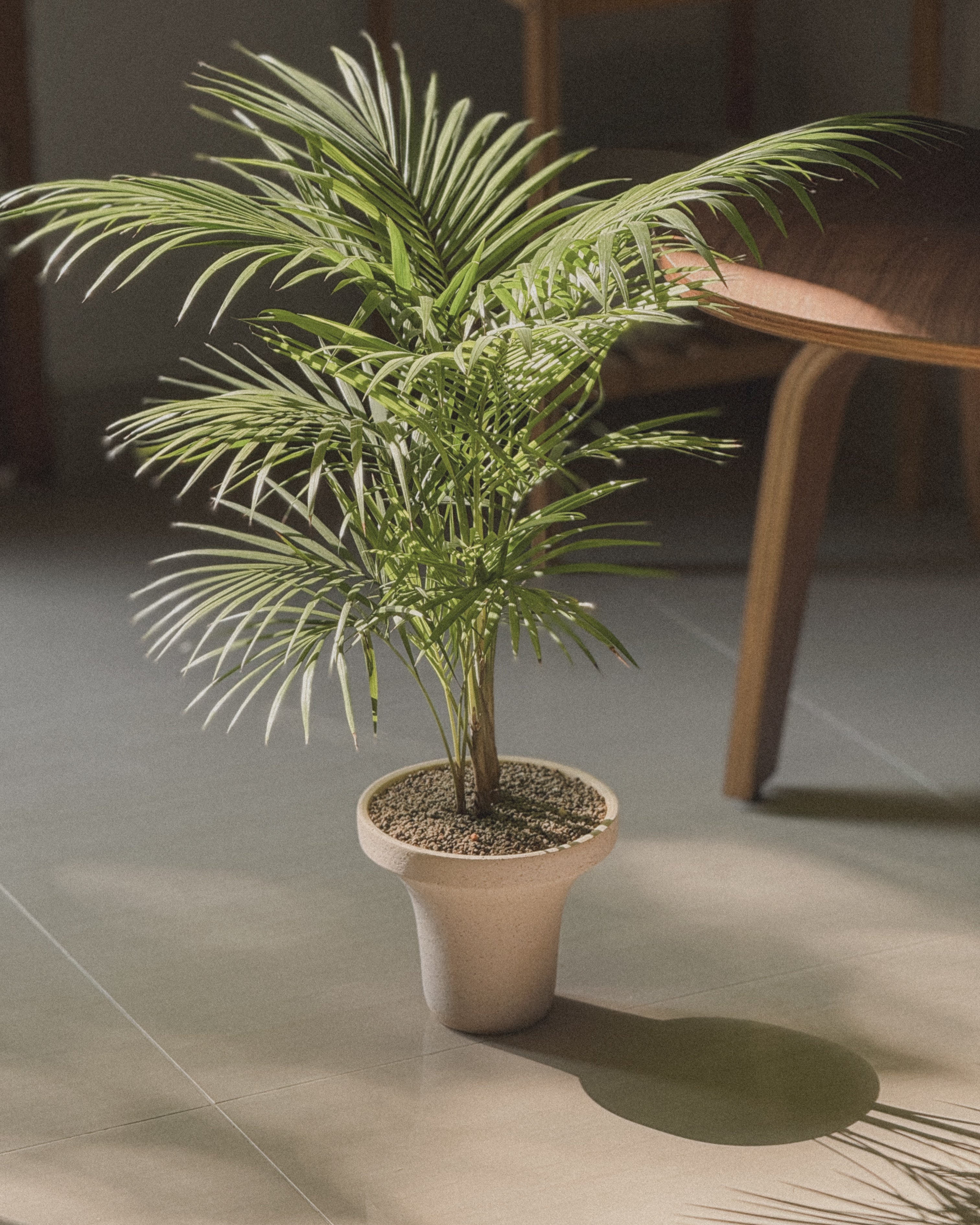 Java Palm (Rhopaloblaste)
