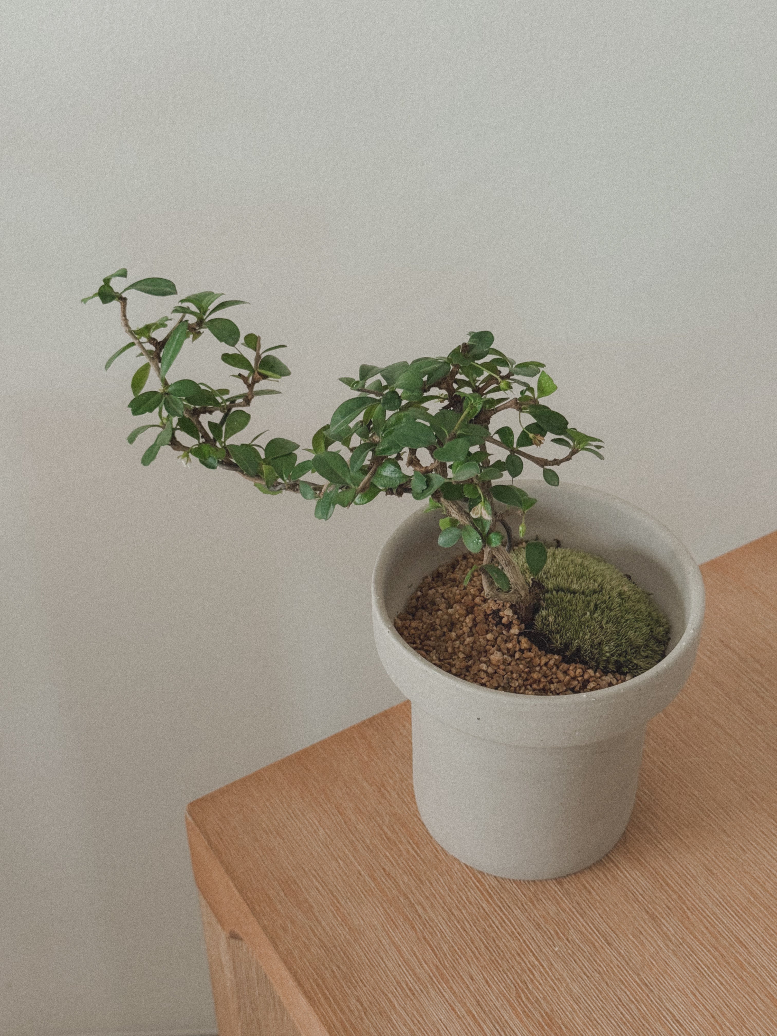 Fukien Tea Tree Bonsai