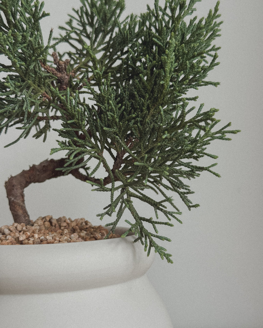 Little Shimpaku Juniper Bonsai