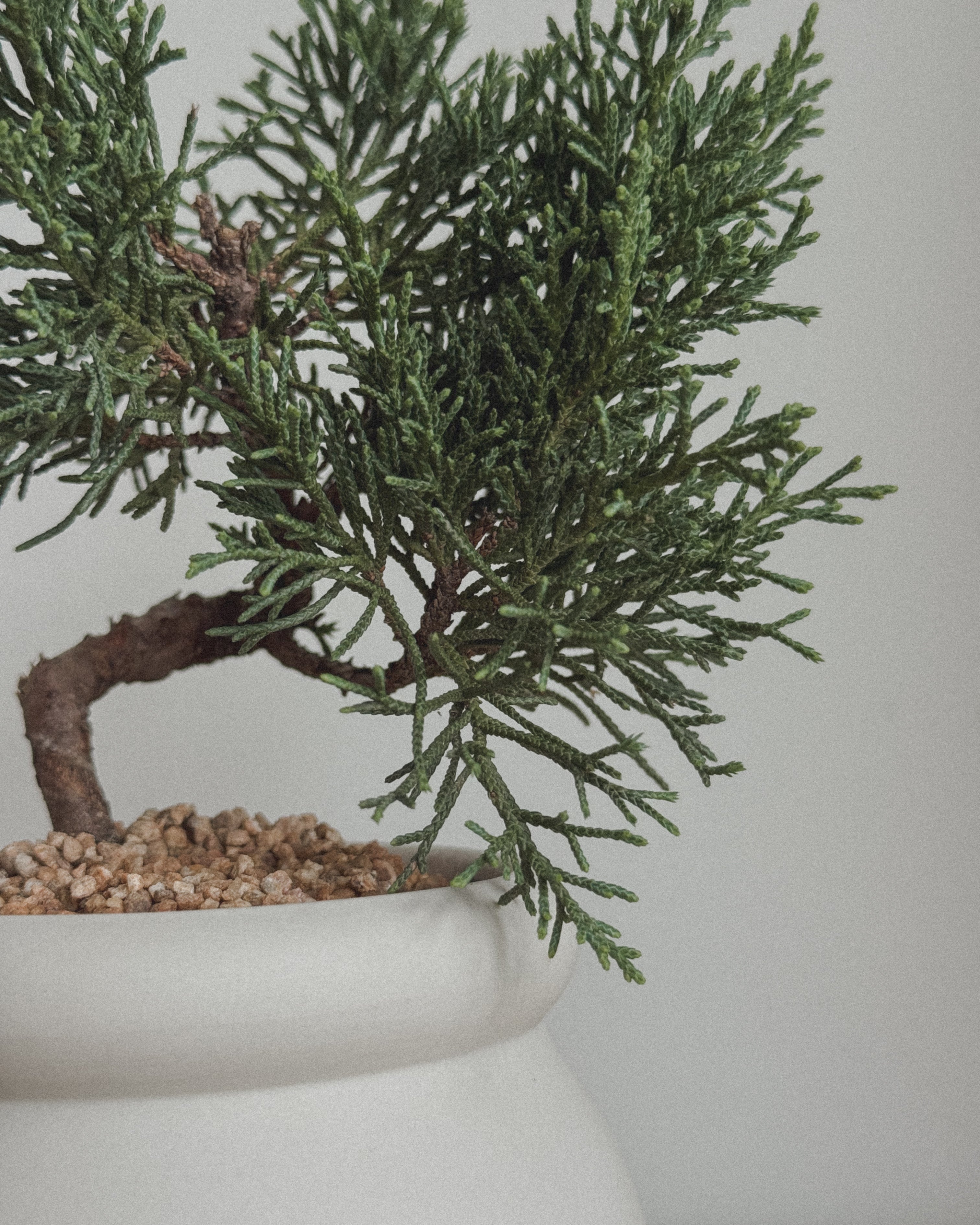Little Shimpaku Juniper Bonsai
