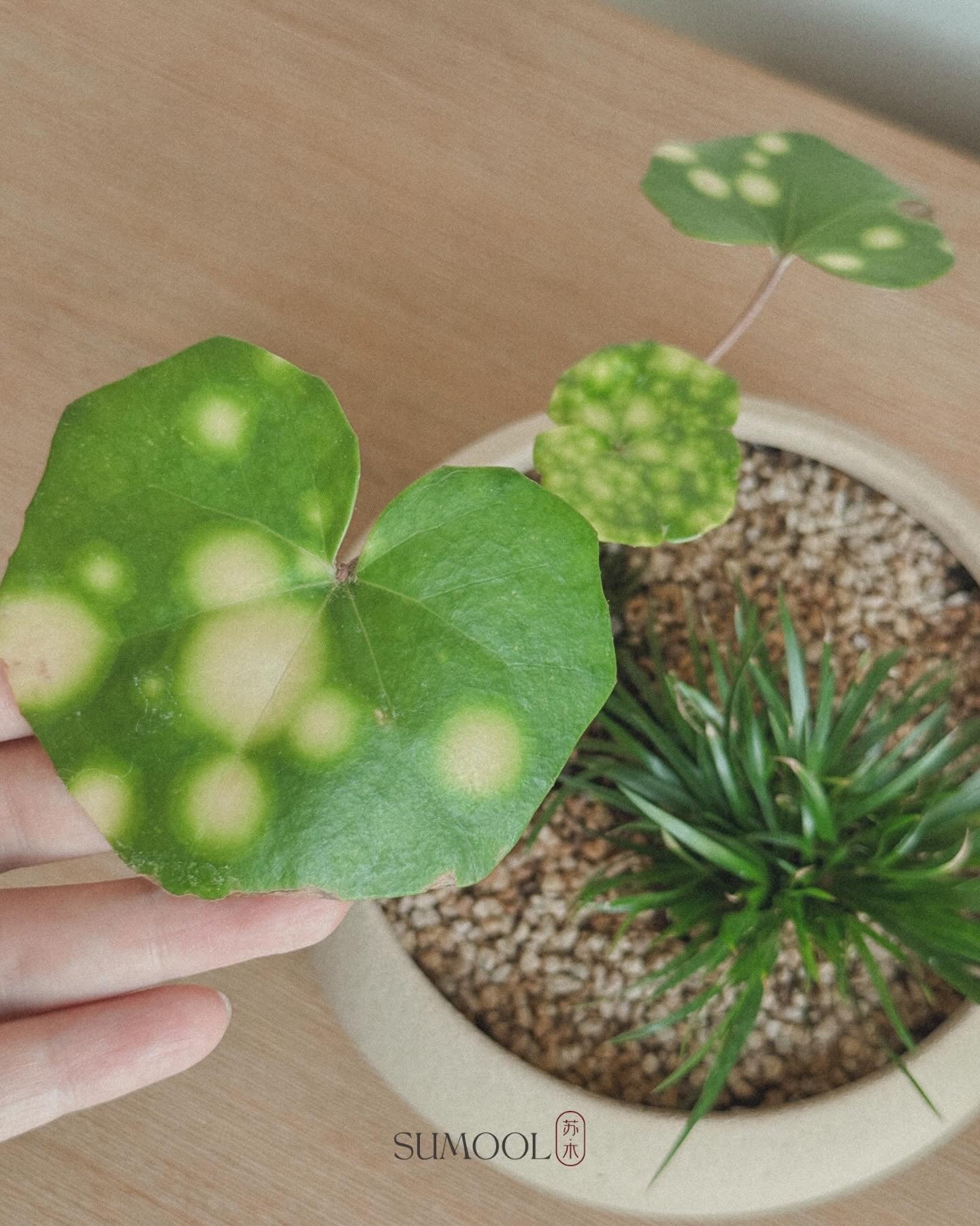 Firefly Leopard (Farfugium japonicum)