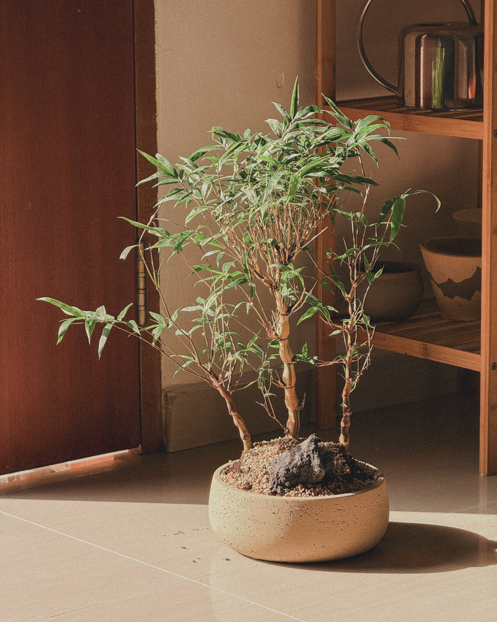 Lucky variegated bamboo (round Style)