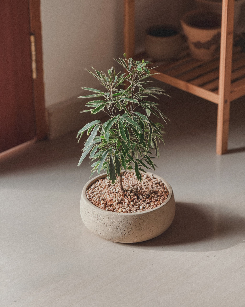 Lucky Schefflera Elegantissima in cream round pot