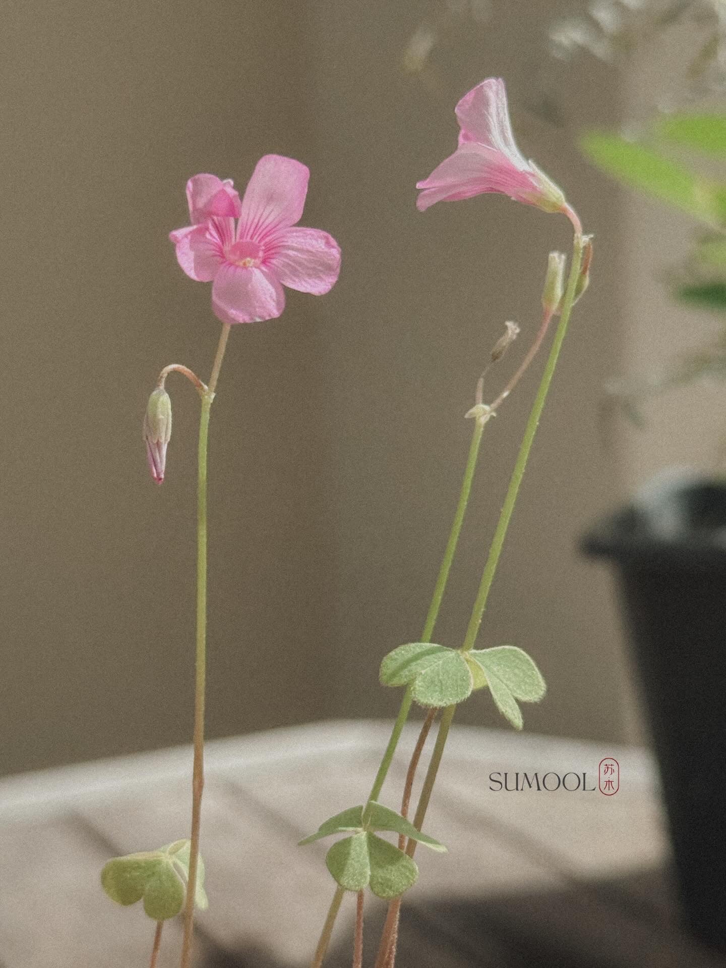 Oxalis Triangularis (Three-Leaf Clover)