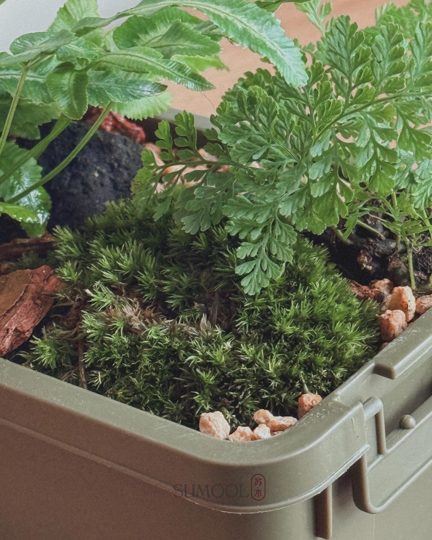 sumool forest crate 01