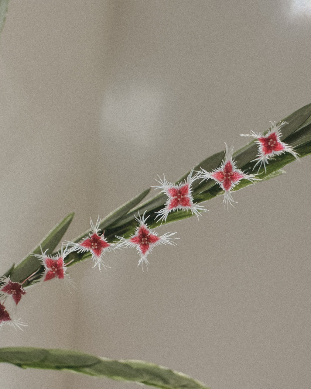 Variegated Phyllanthus Pulcher