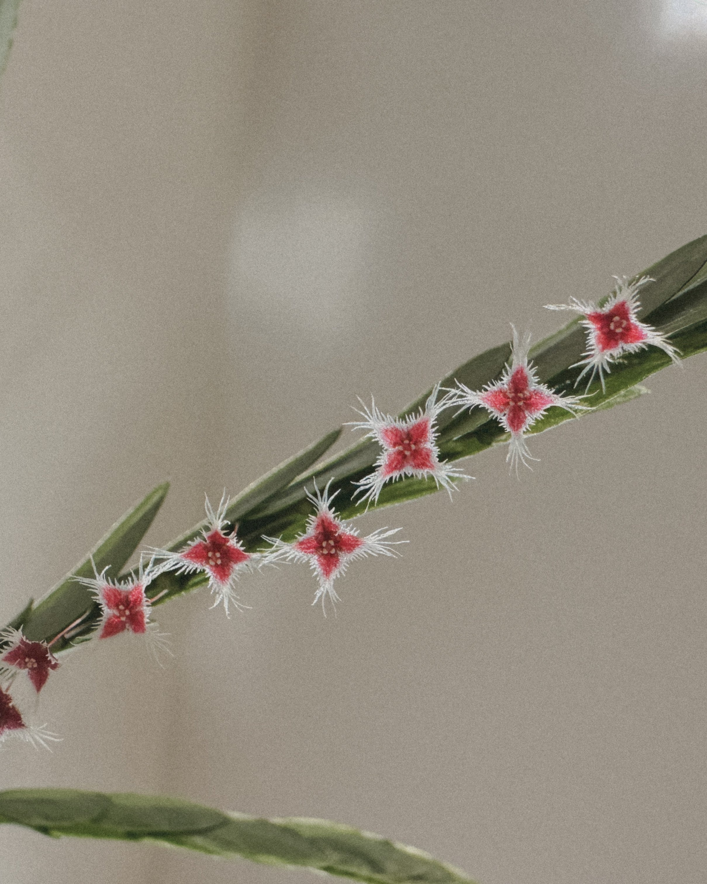Variegated Phyllanthus Pulcher