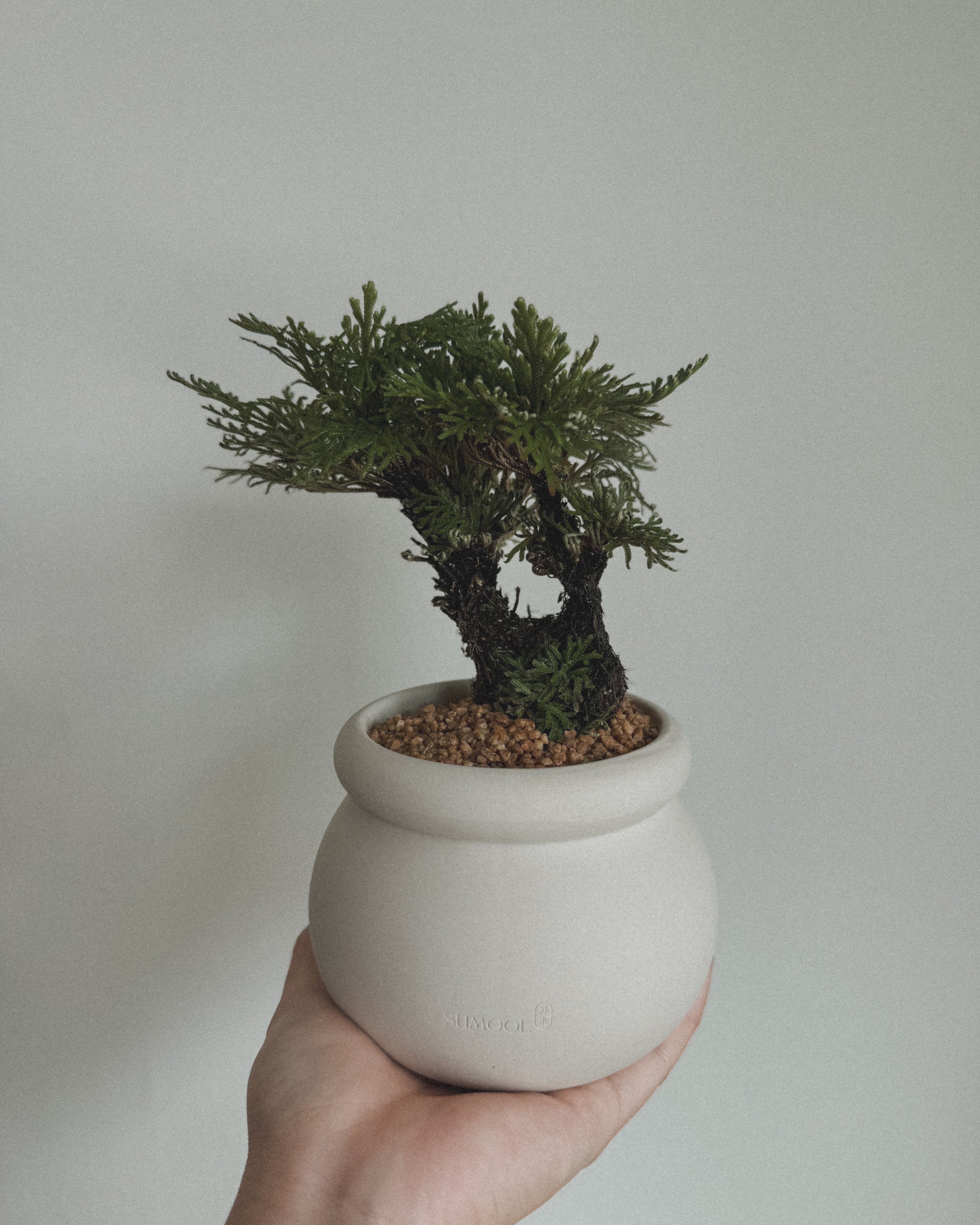 Selaginella Bonsai