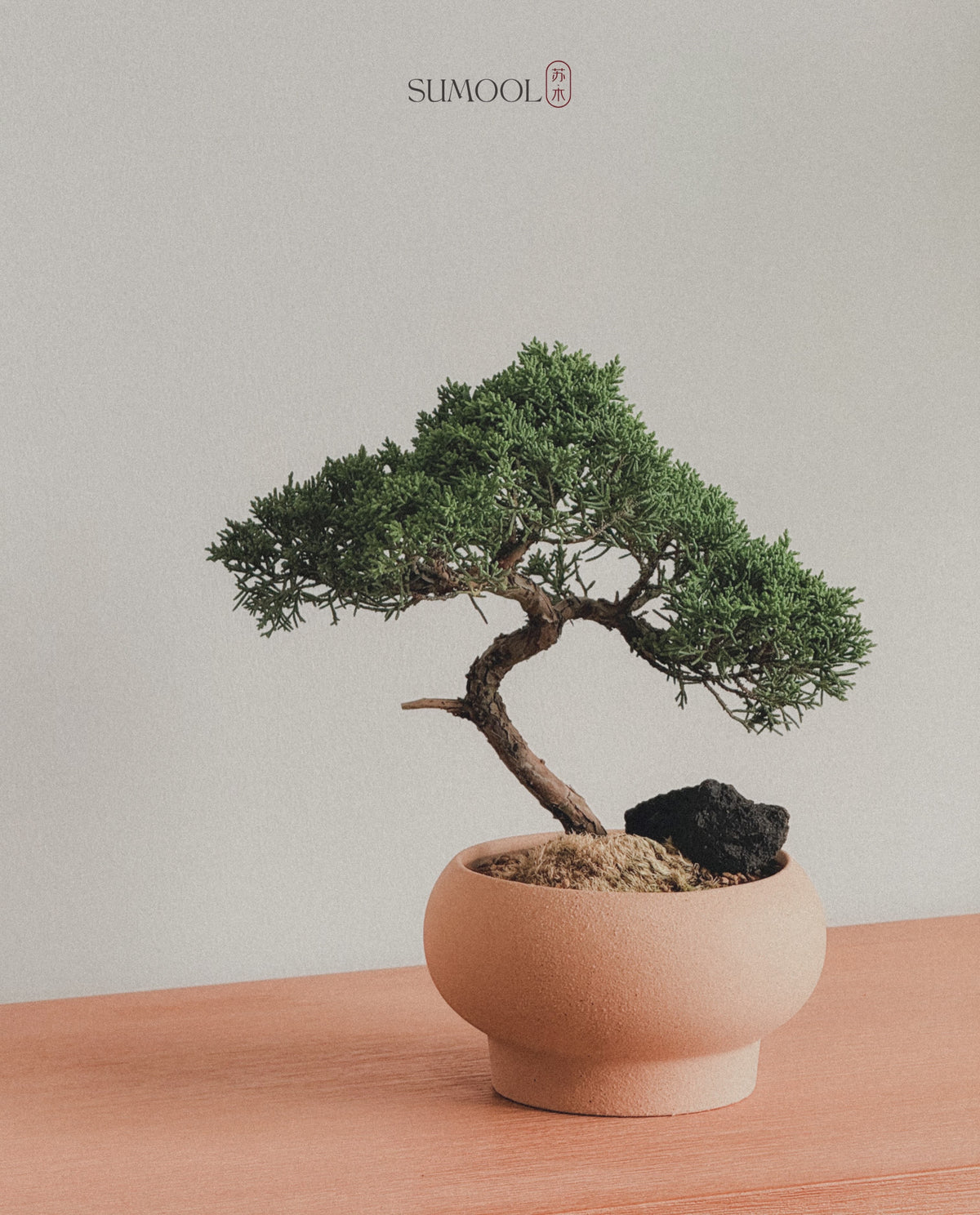 Shimpaku Juniper Bonsai in round sand pot