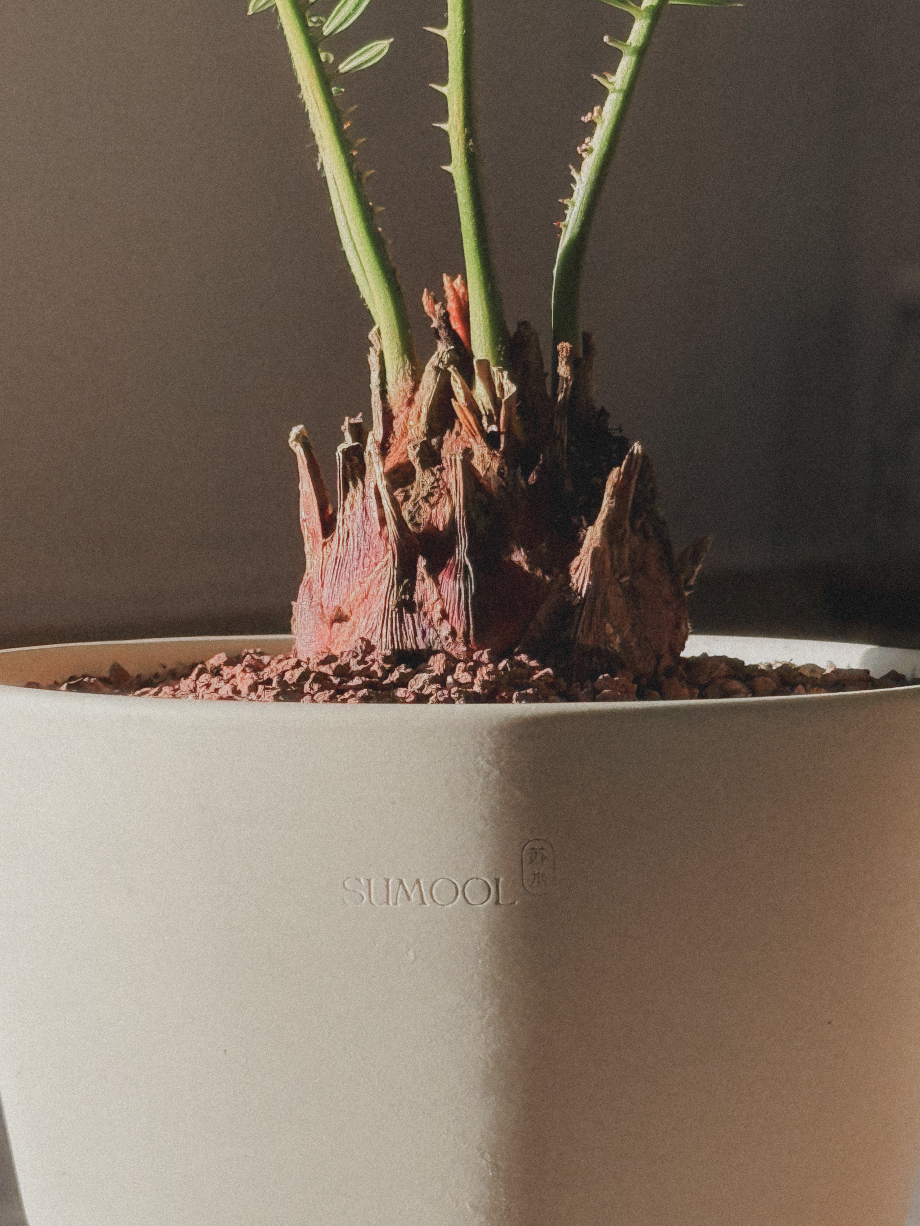 Sago Palm (Cycas Revoluta)