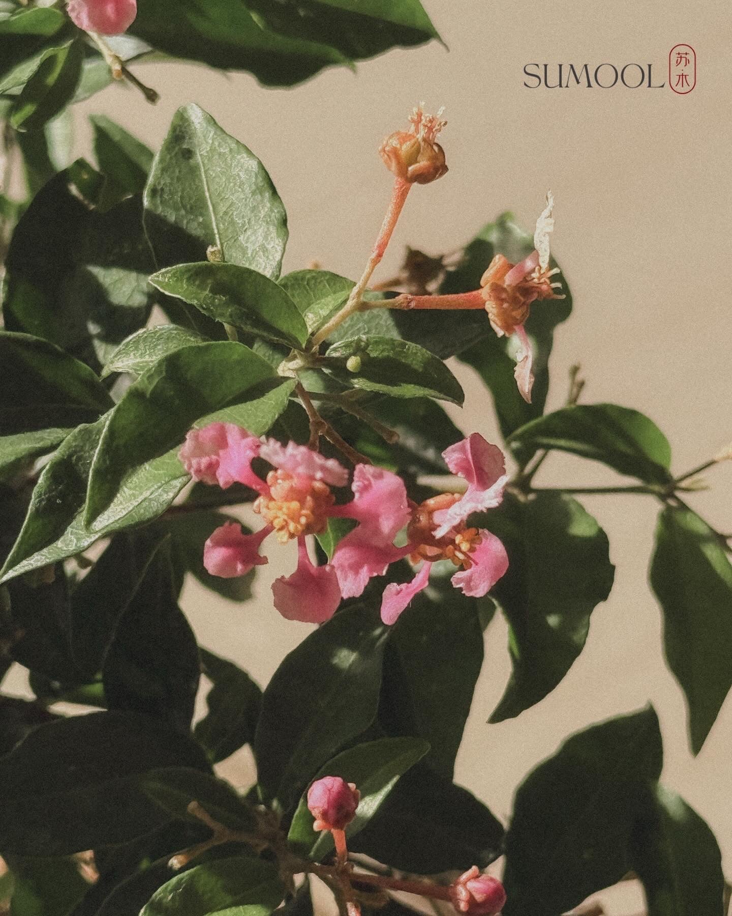 Cherry Barbados Bonsai