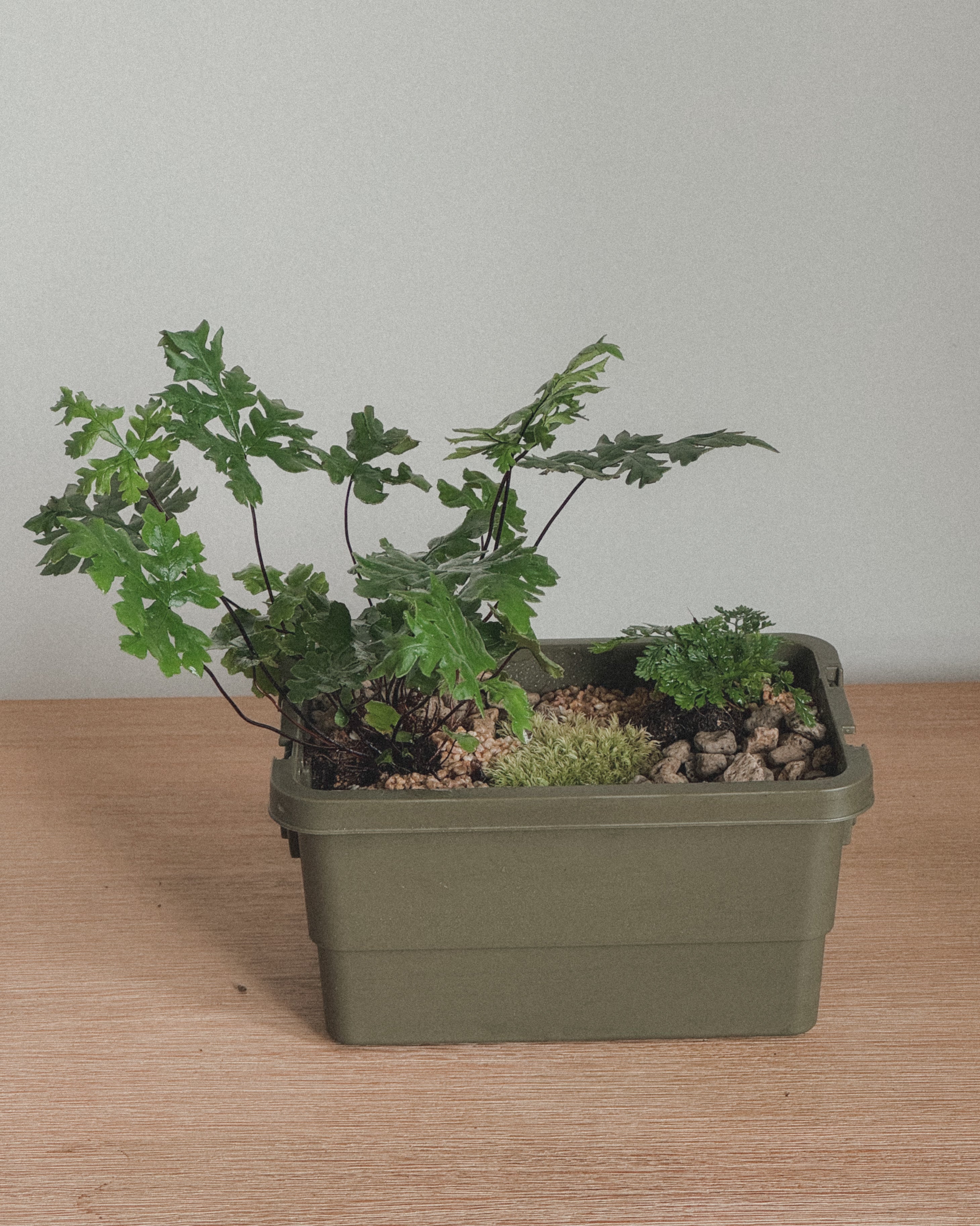 sumool forest crate 02