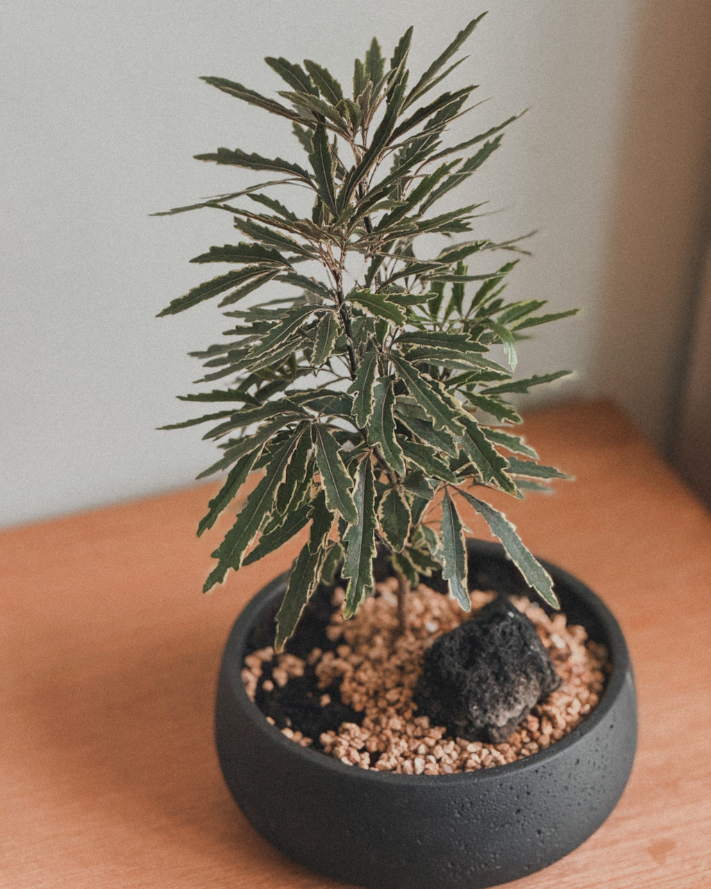 Lucky Schefflera Elegantissima in Black round pot