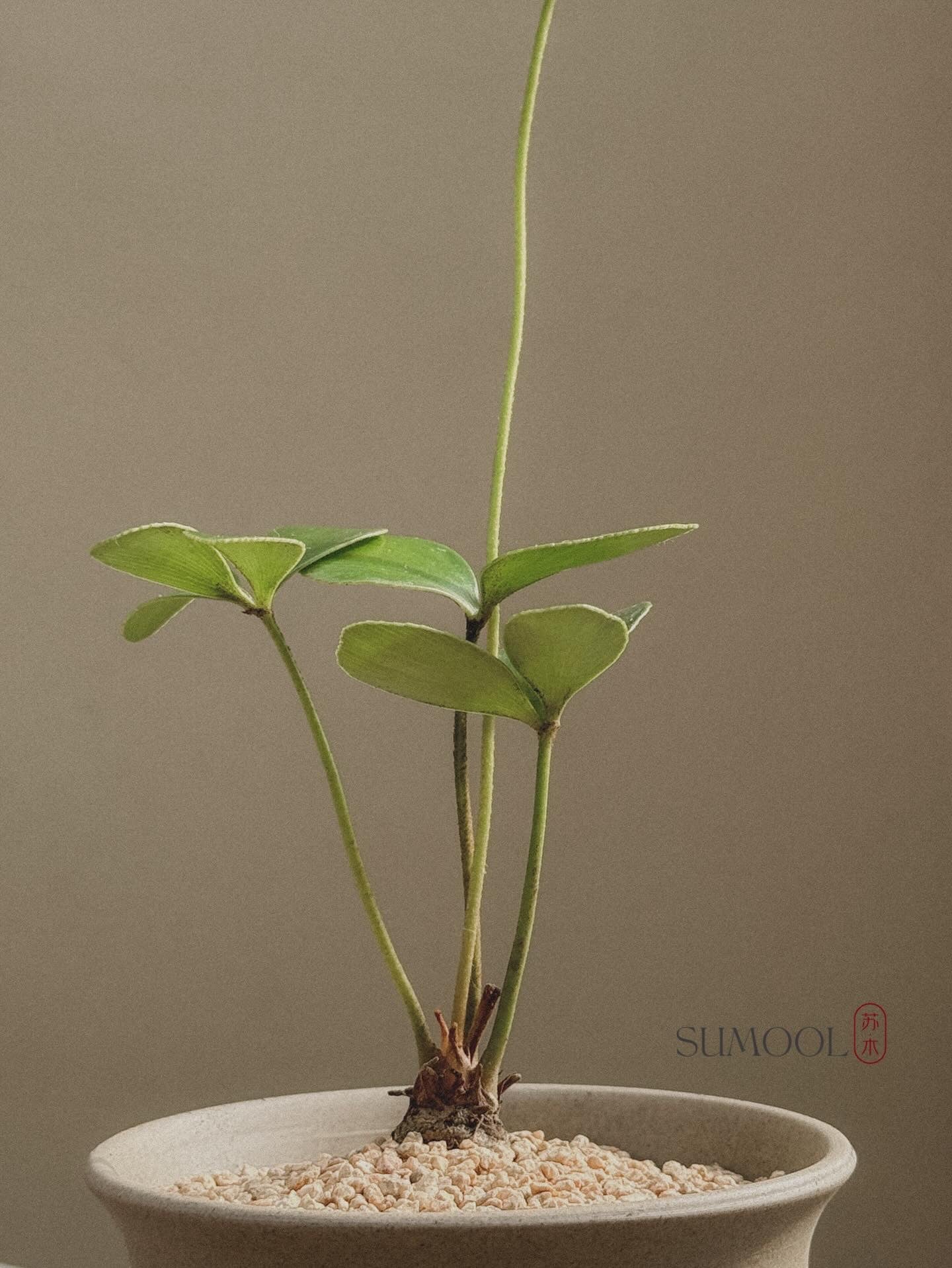 Zamia Furfuracea (Cardboard Palm)