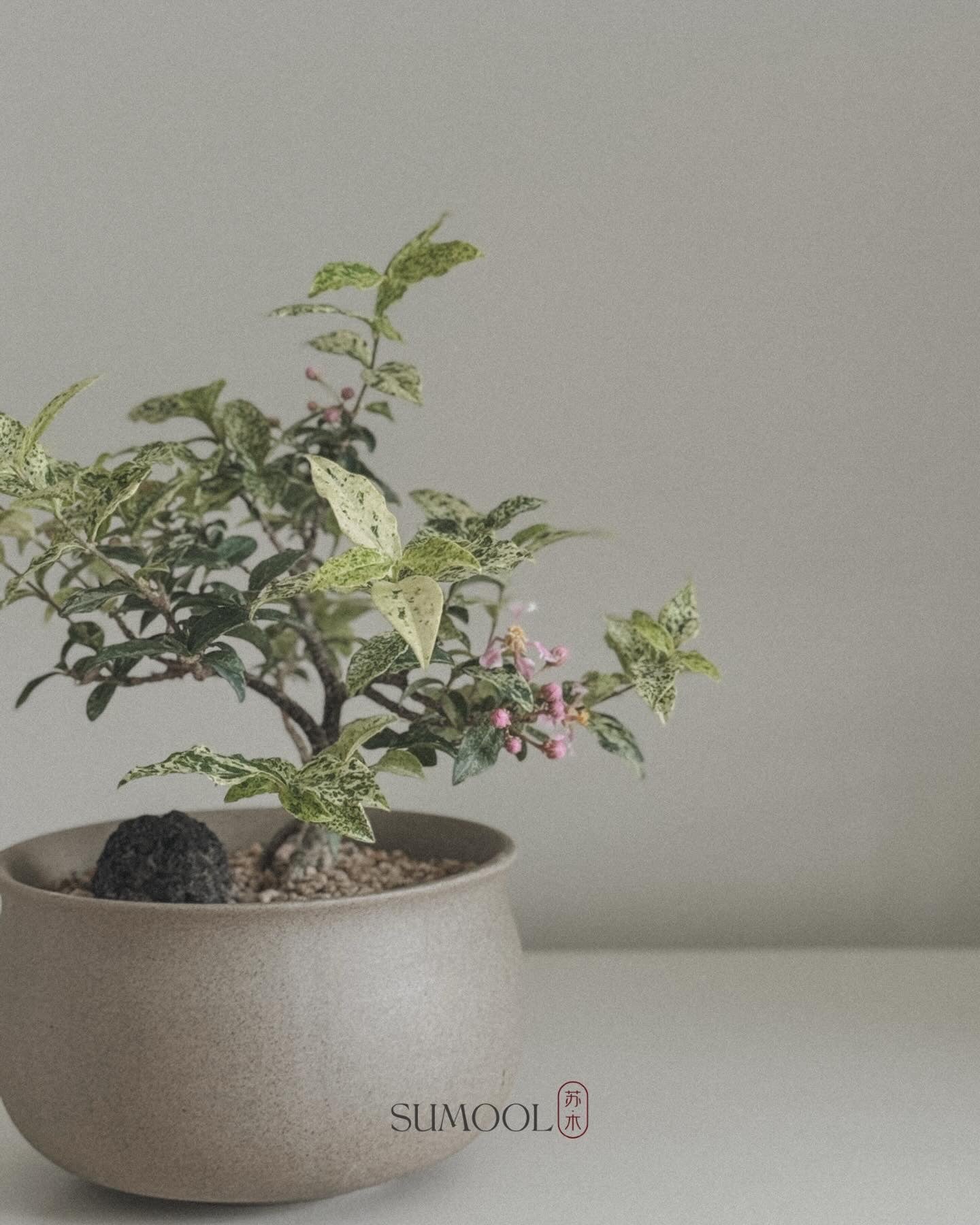 Variegated Cherry Barbados Mini Bonsai