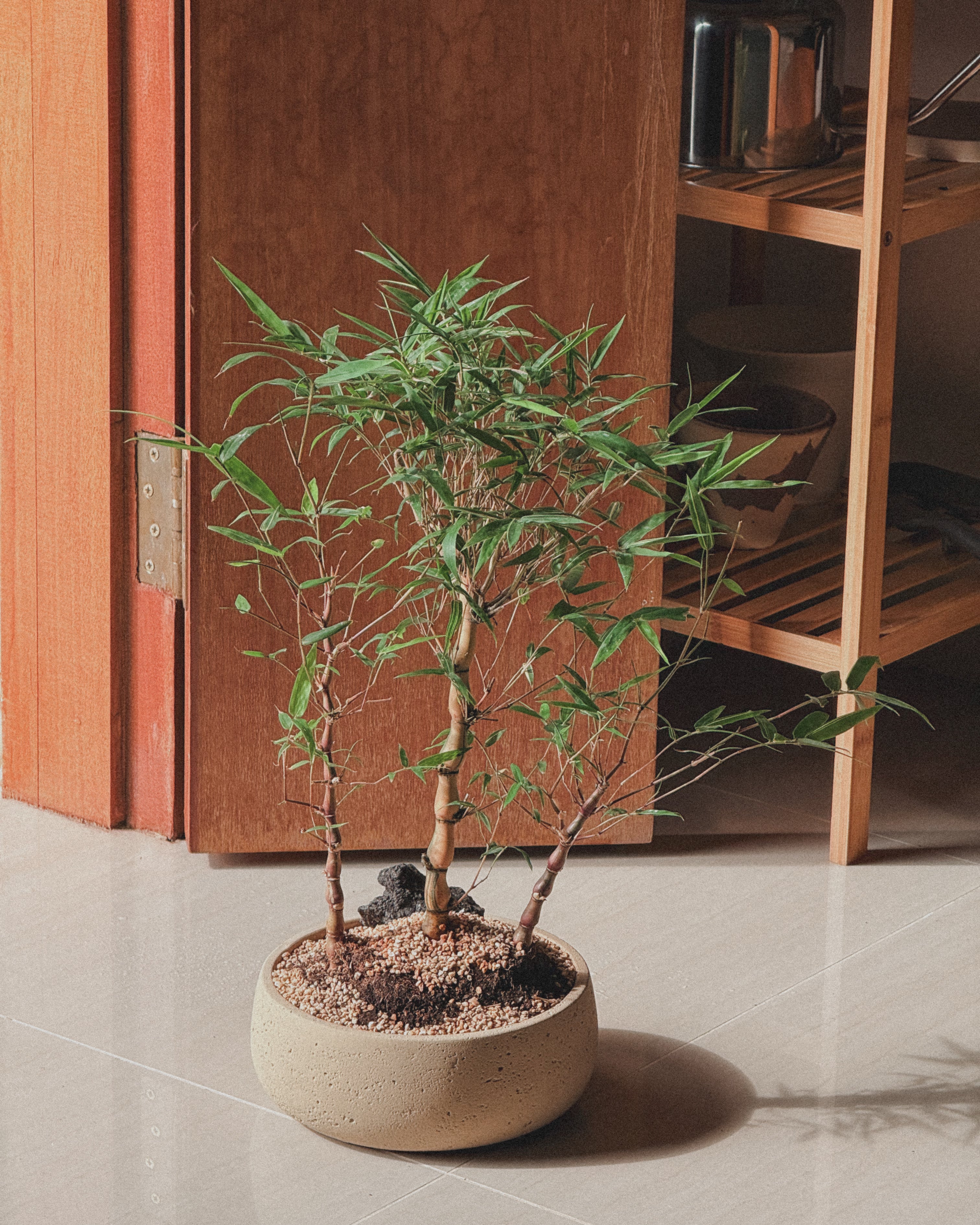 Lucky variegated bamboo (round Style)