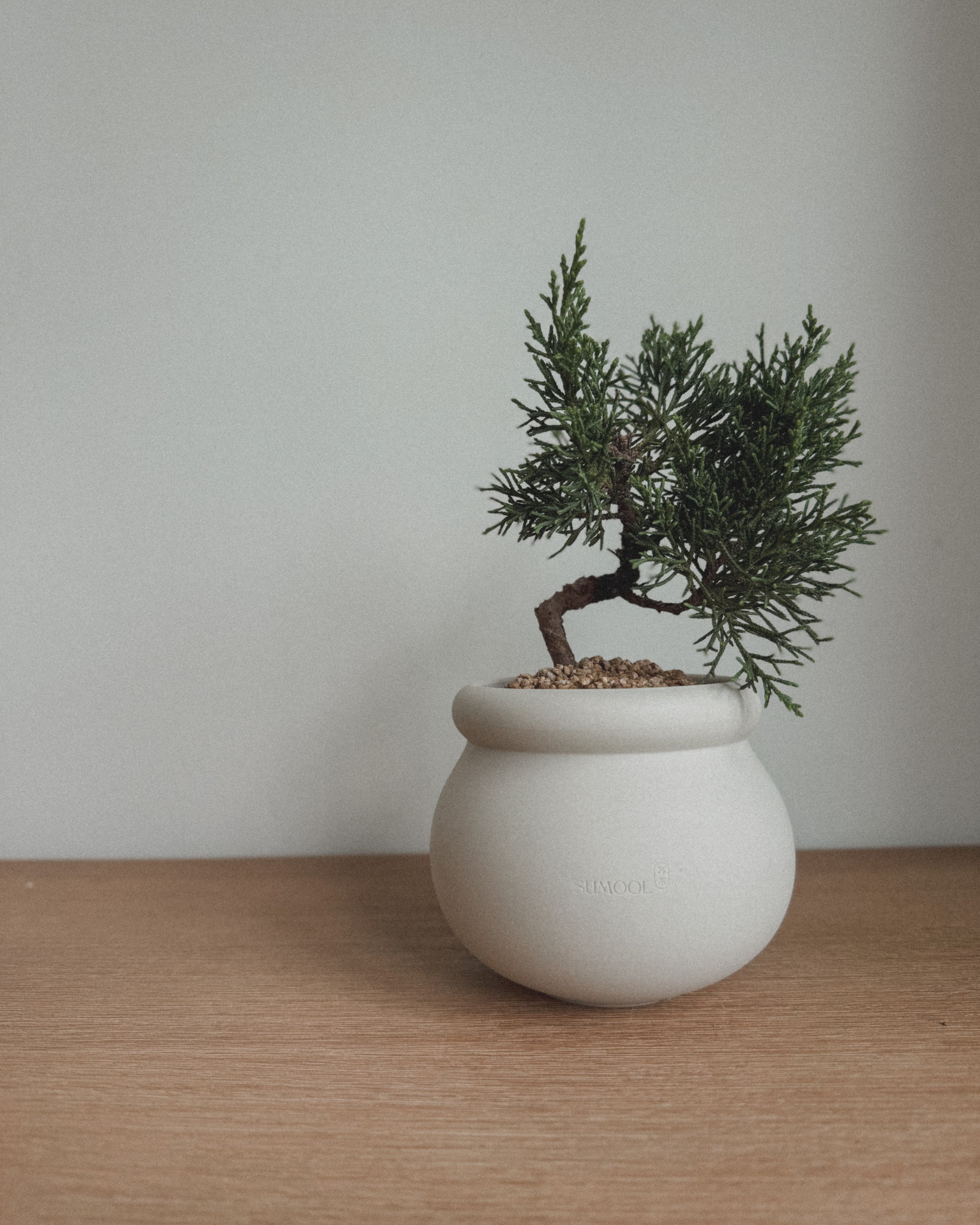 Little Shimpaku Juniper Bonsai