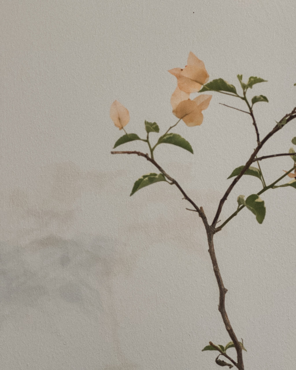 Variegated Bougainvillea