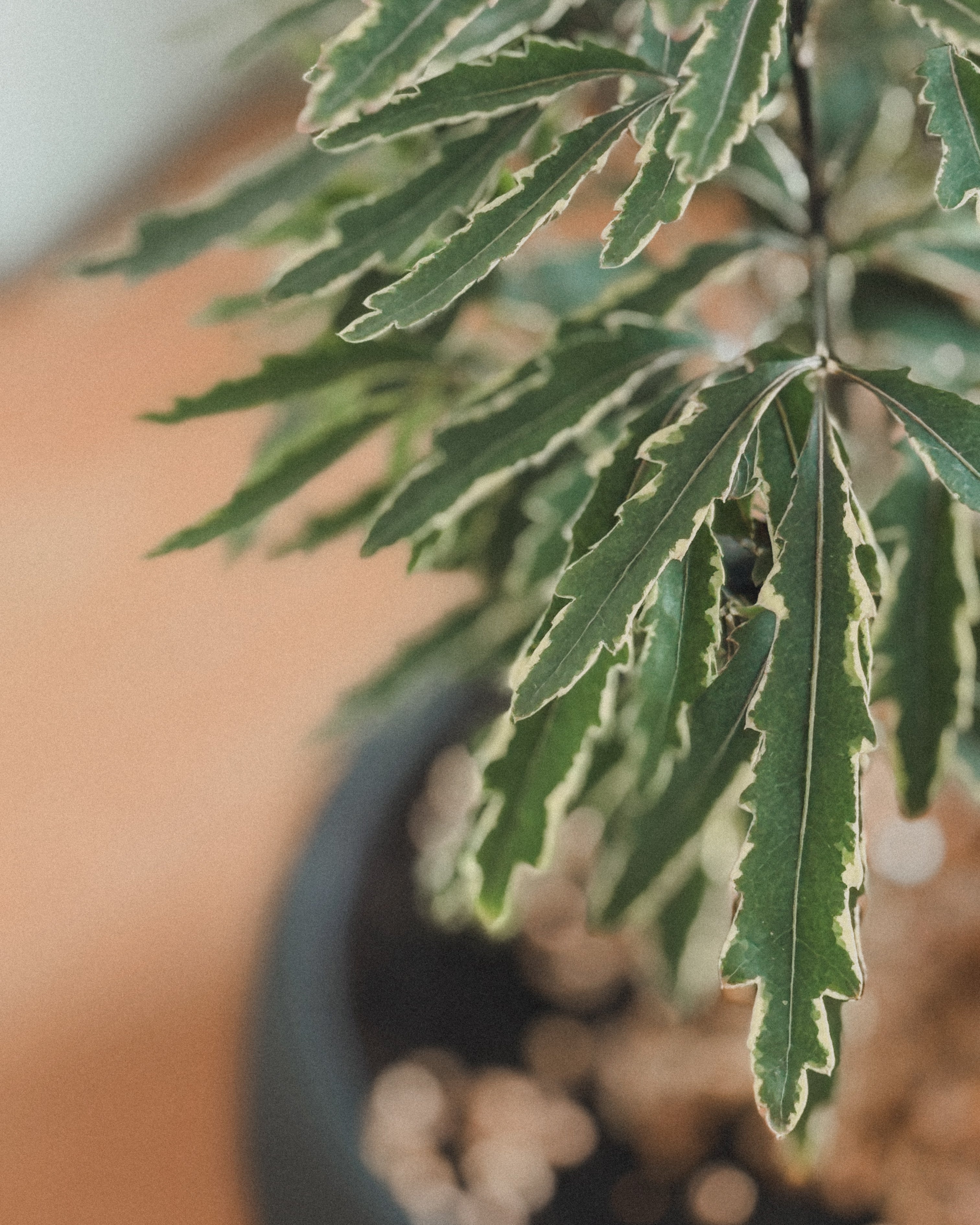 Lucky Schefflera Elegantissima in Black round pot