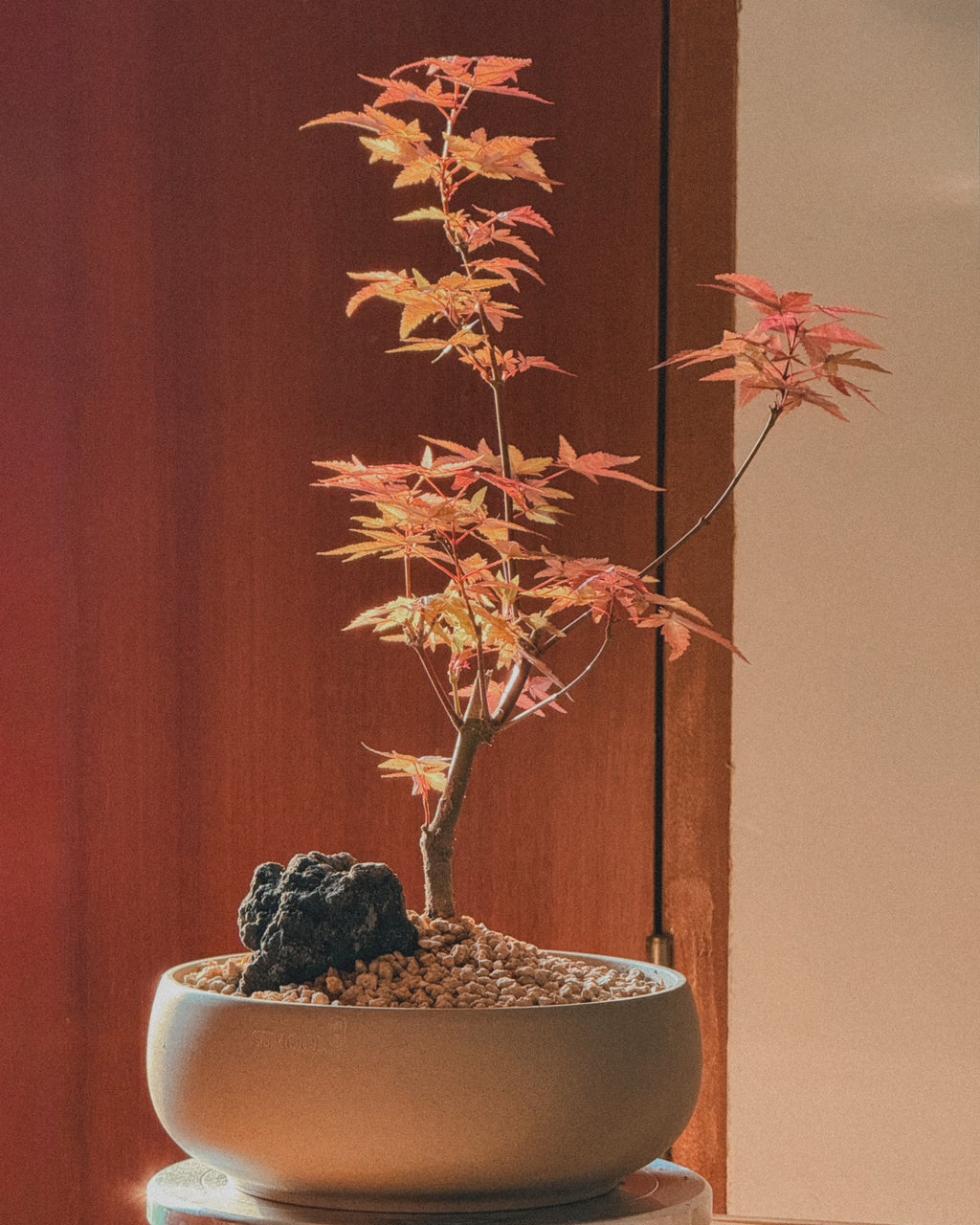 Lucky Maple bonsai