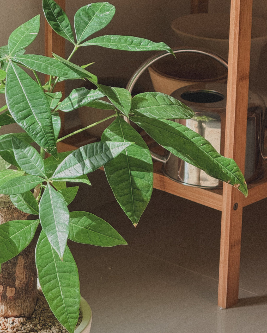 Lucky Pachira (Money Tree)