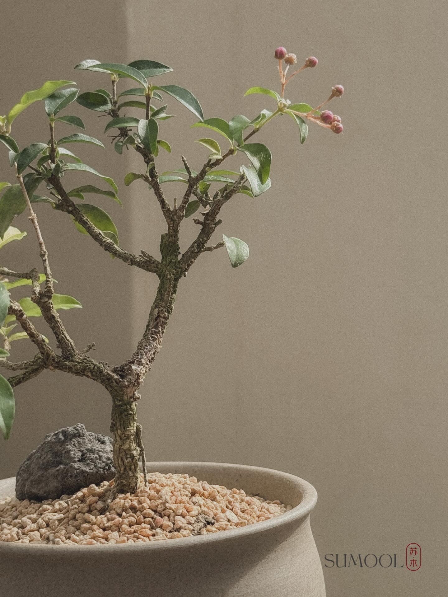 Cherry Barbados Mini Bonsai