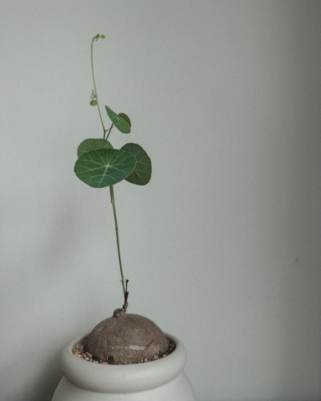 Stephania Erecta in Round pot