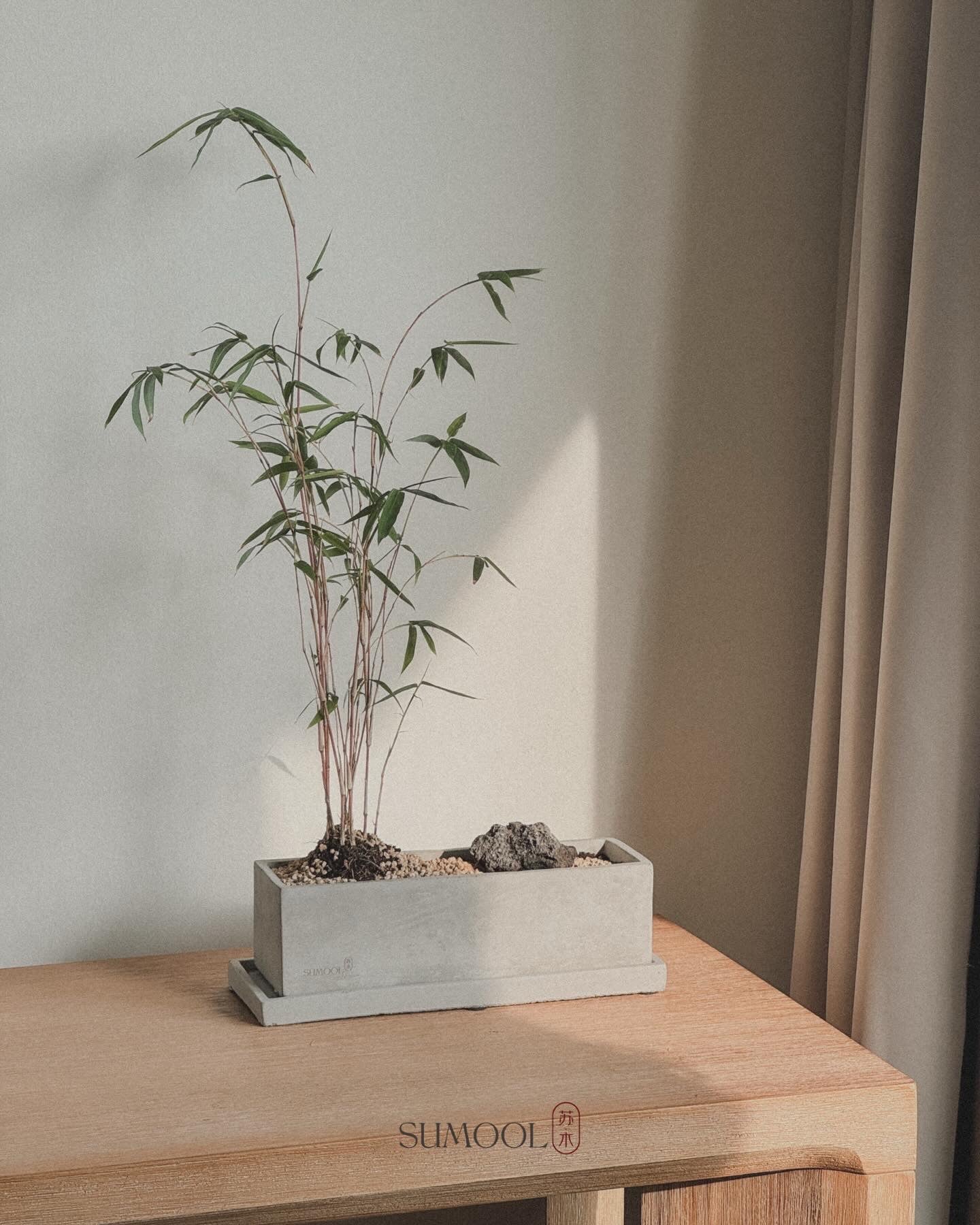 Variegated Bamboo