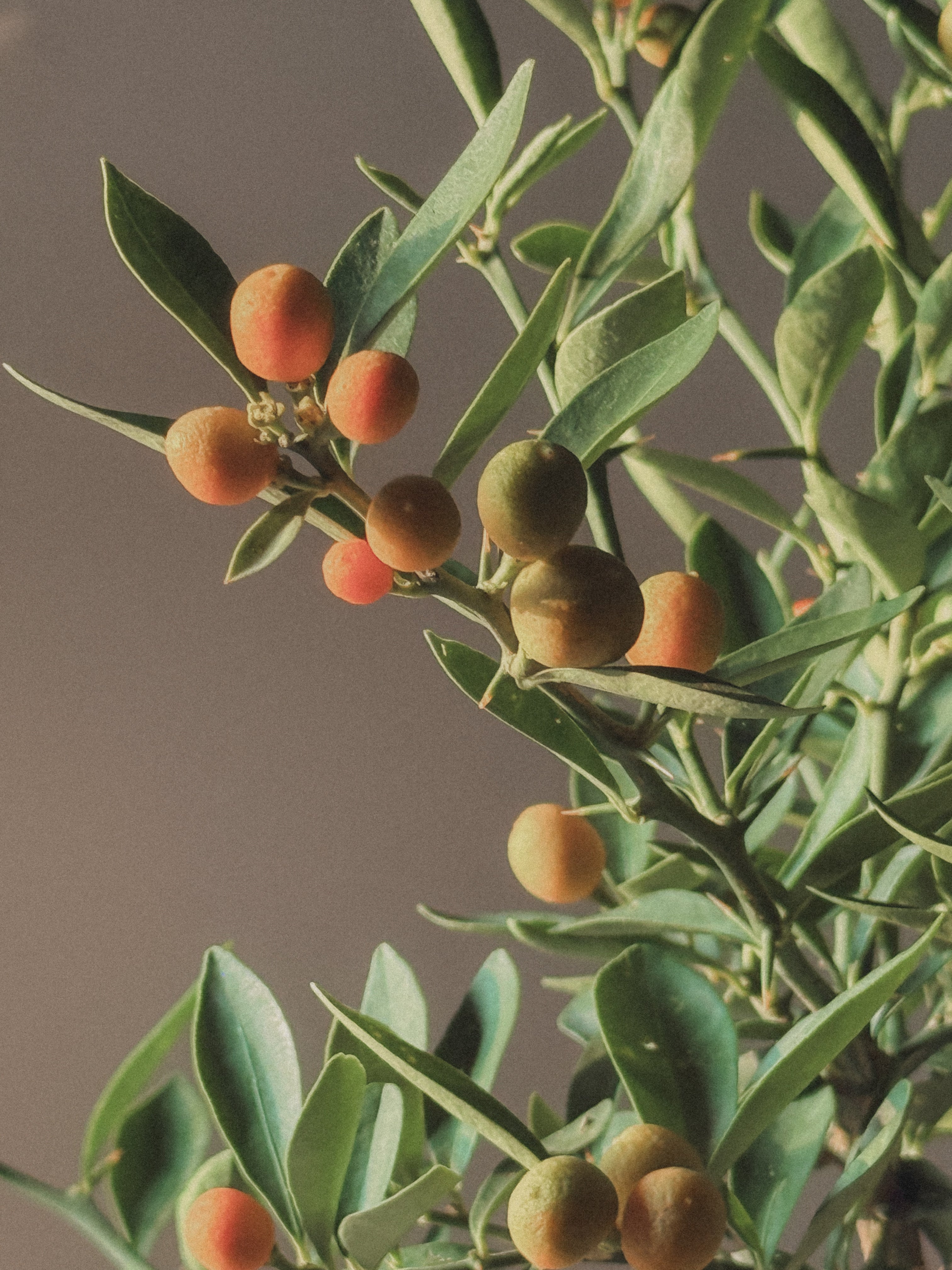 Lucky Kinkan, mini citrus tree (Fortunella Japonica)