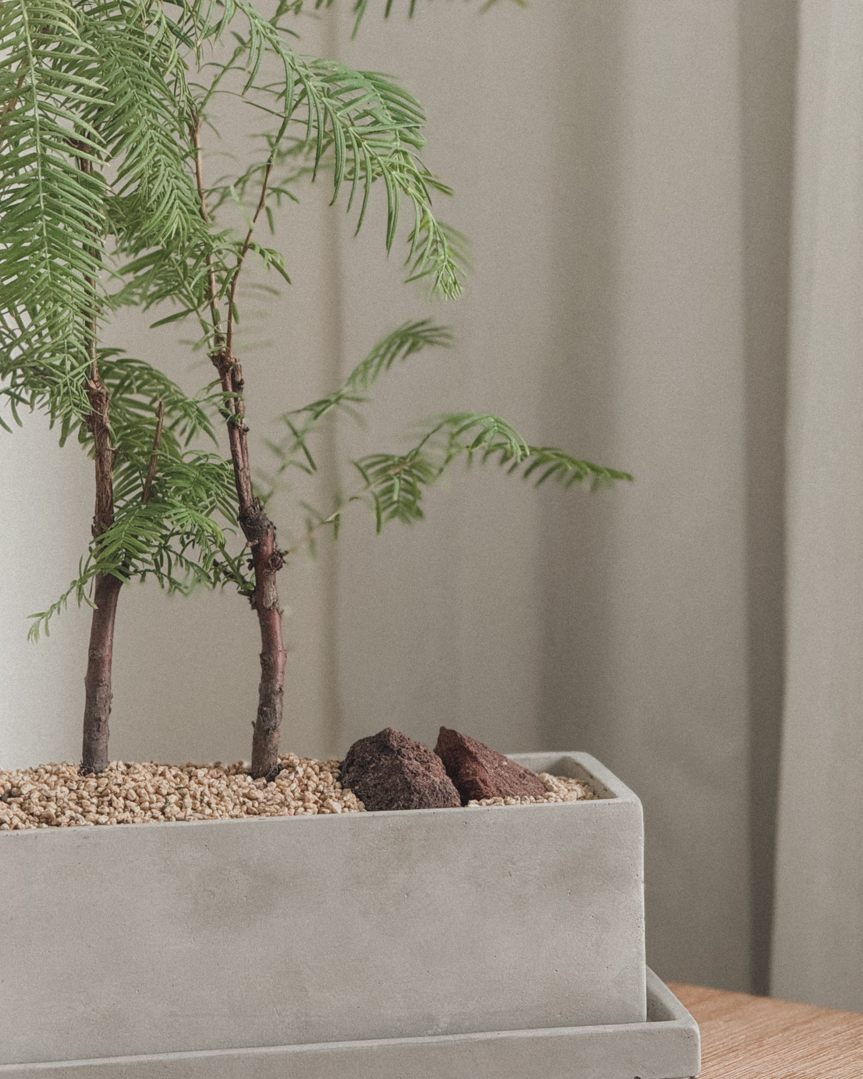 Dawn Redwood - Table forest style