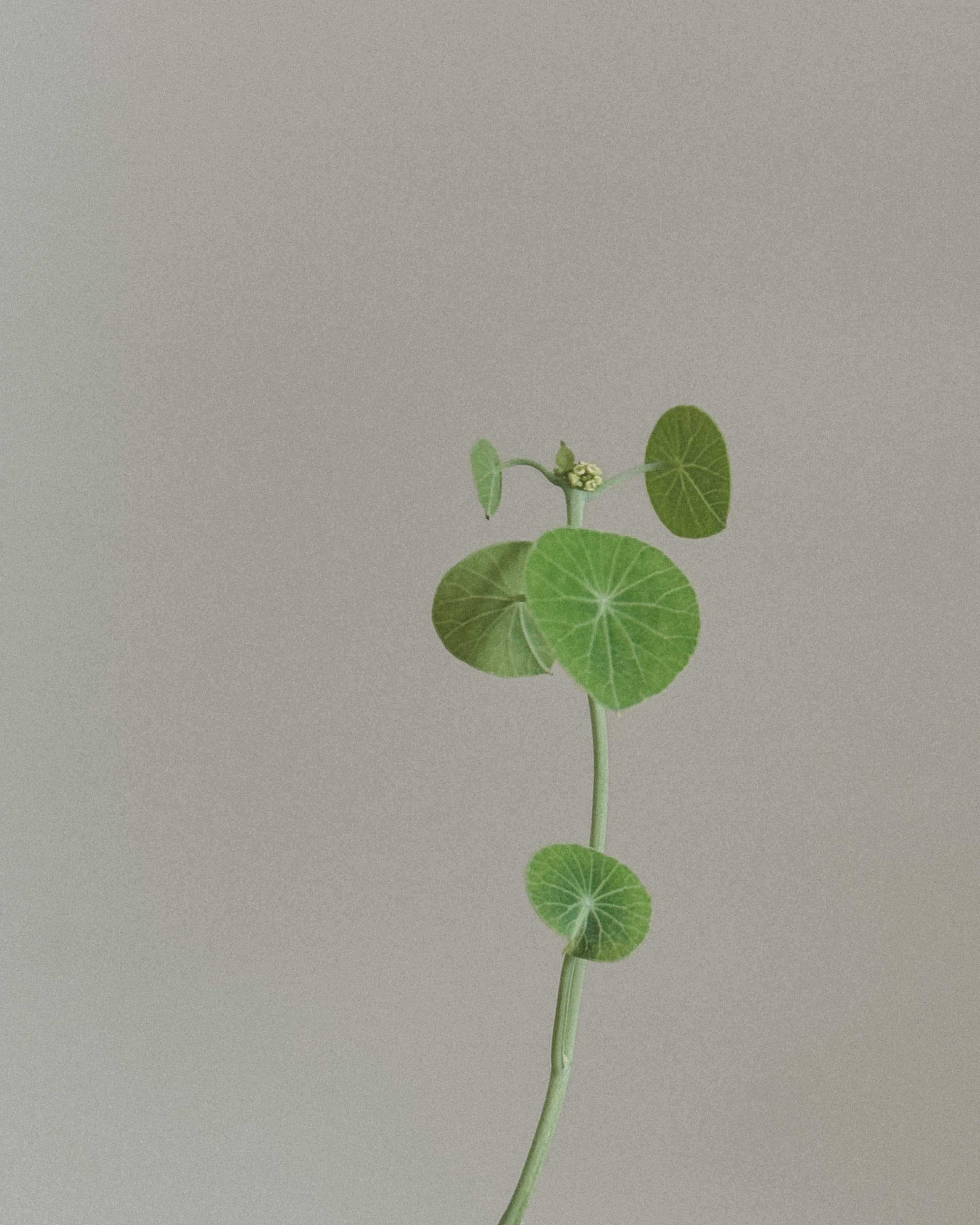 Stephania Erecta in mini