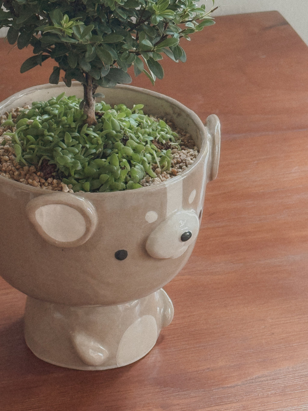 Buxifolium Bonsai