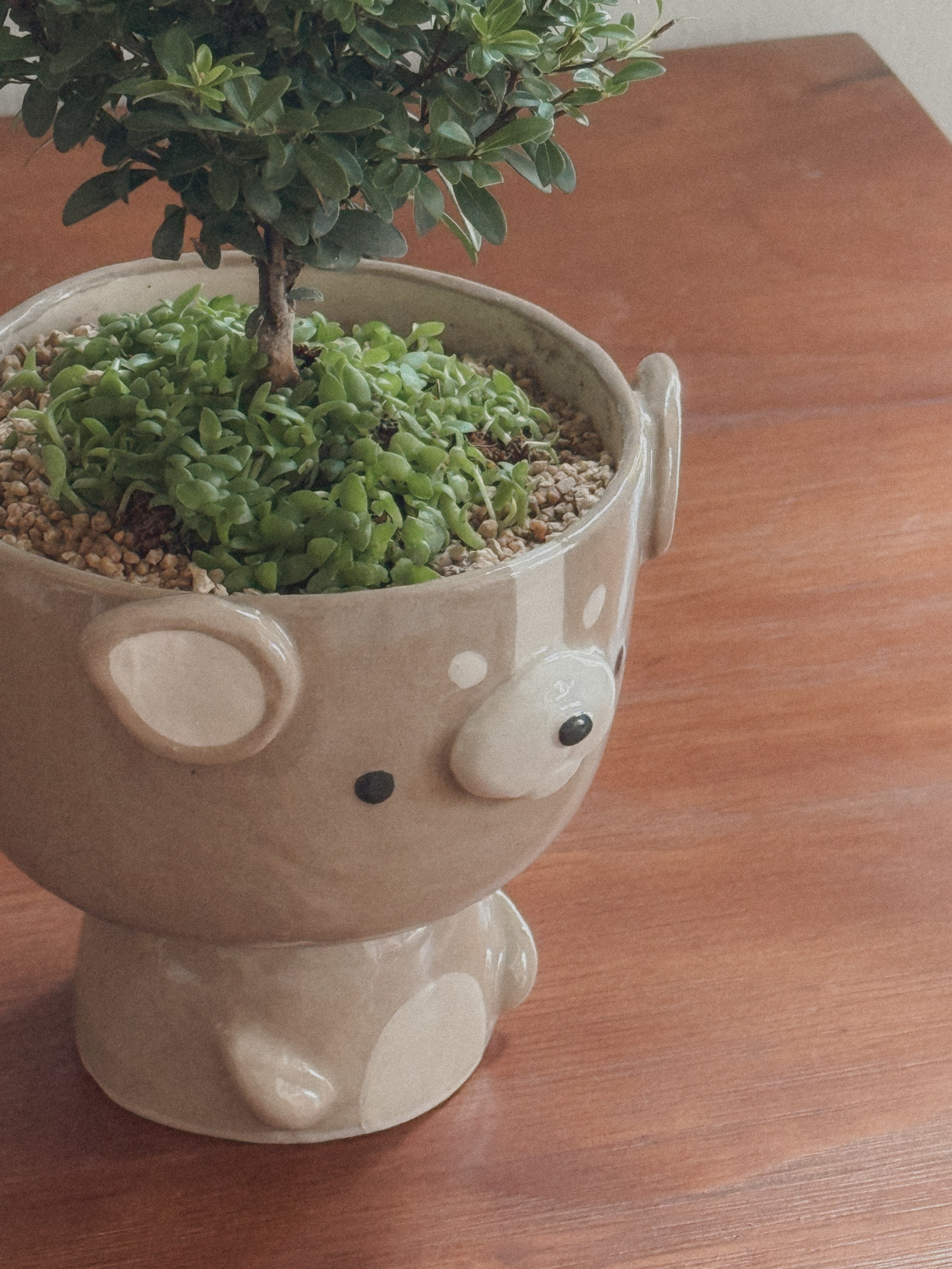 Buxifolium Bonsai
