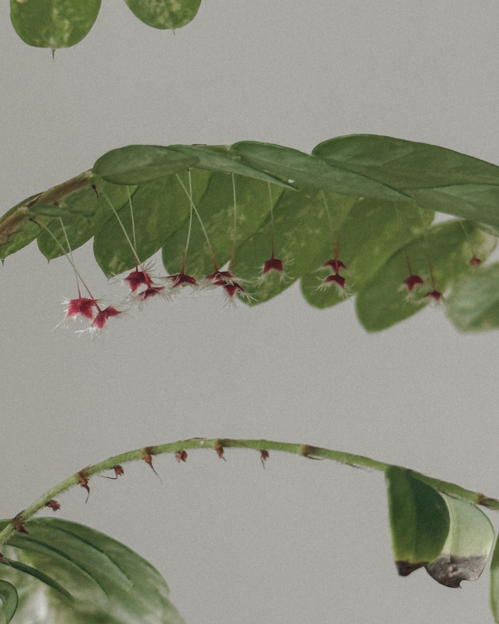 Variegated Phyllanthus Pulcher