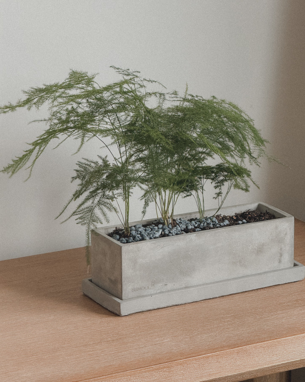Asparagus Fern Table Forest style