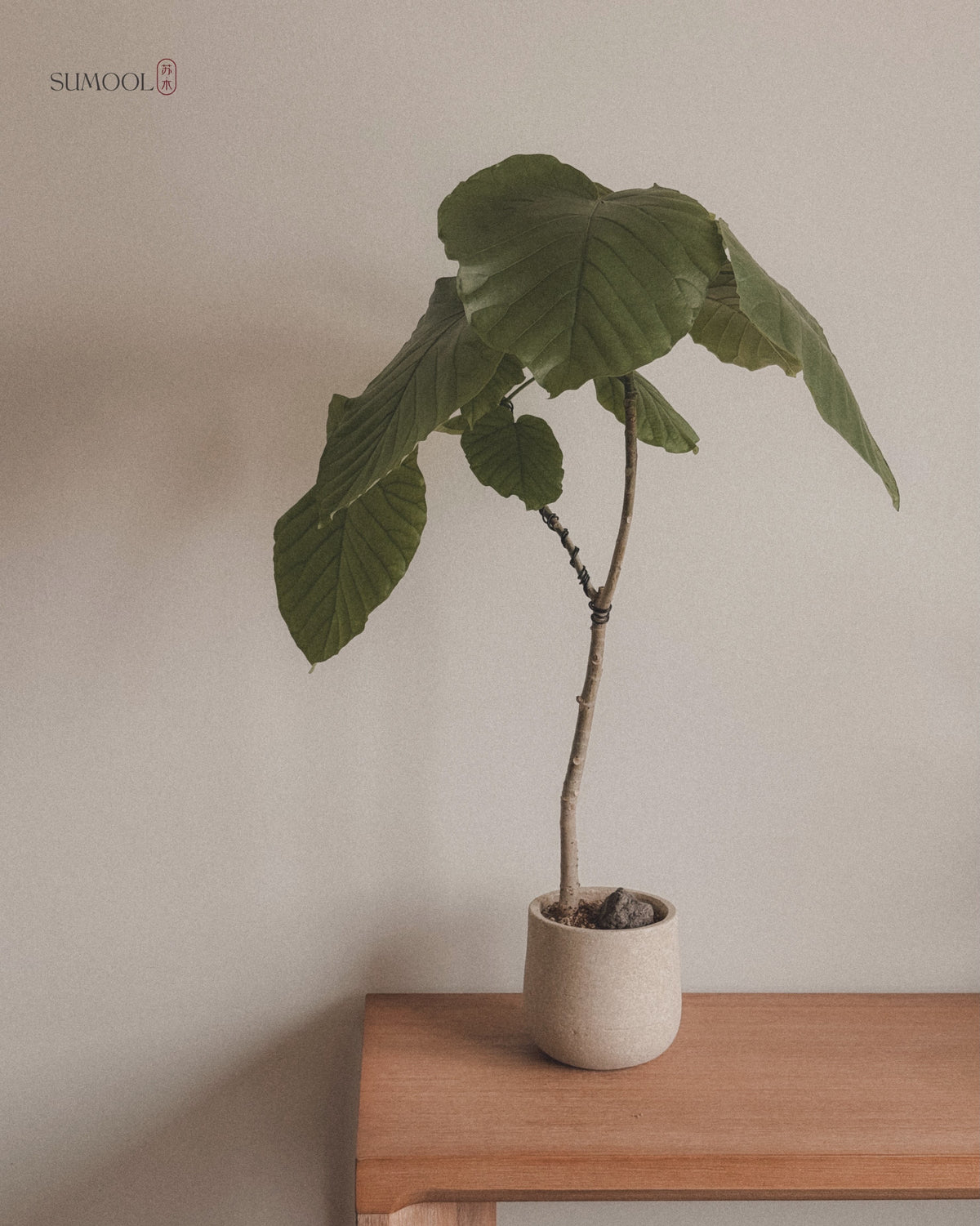Ficus Umbellata