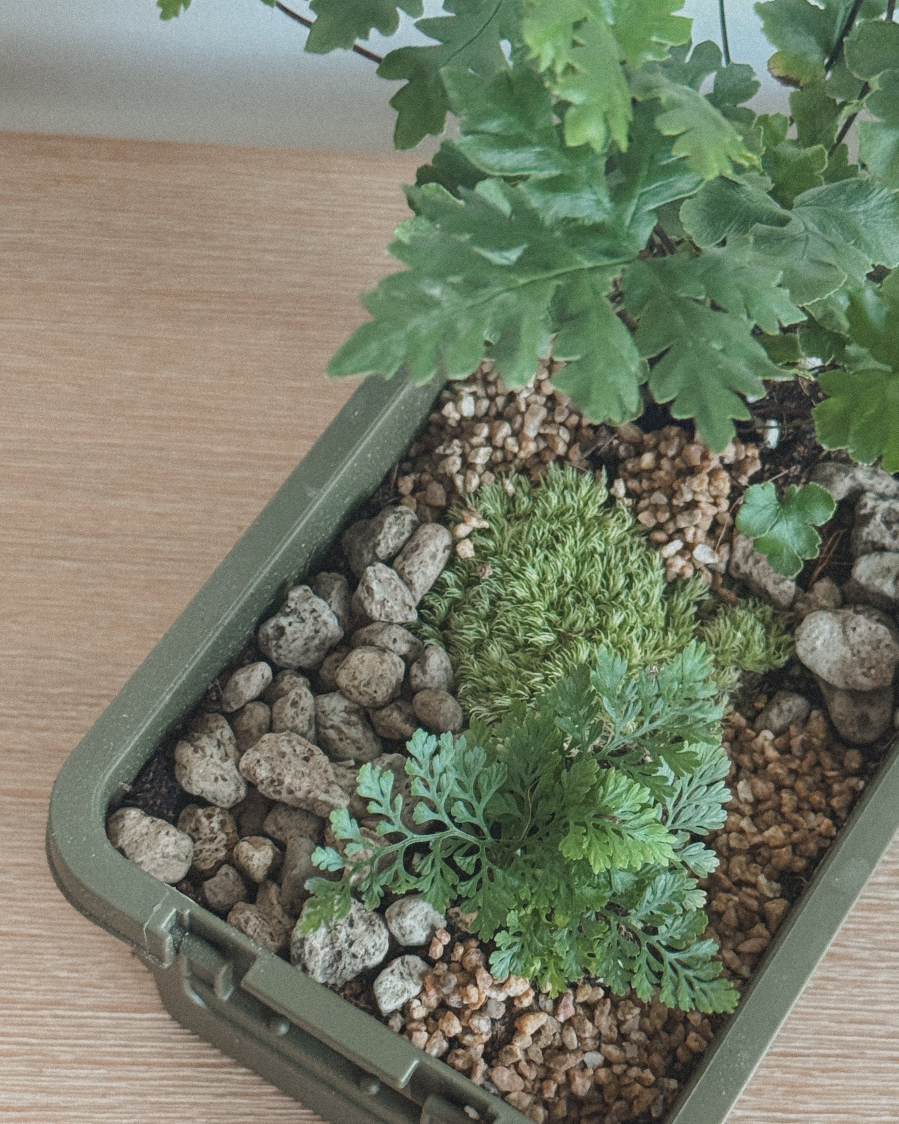 sumool forest crate 02