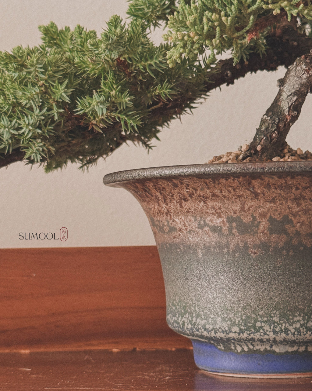 Japanese Juniper Sleeping Pine