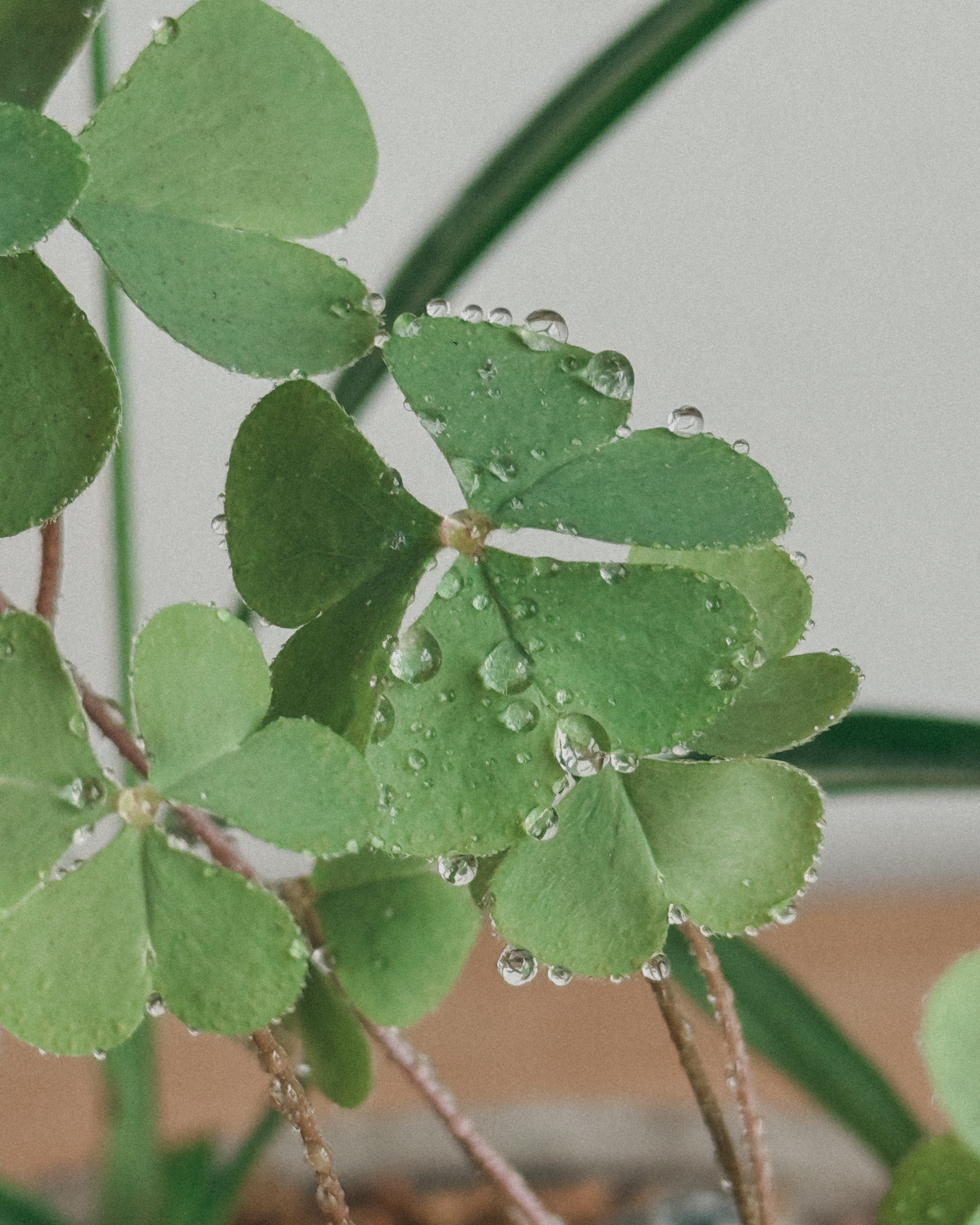 Lucky meadow : Cyperus alternifolius & Clover