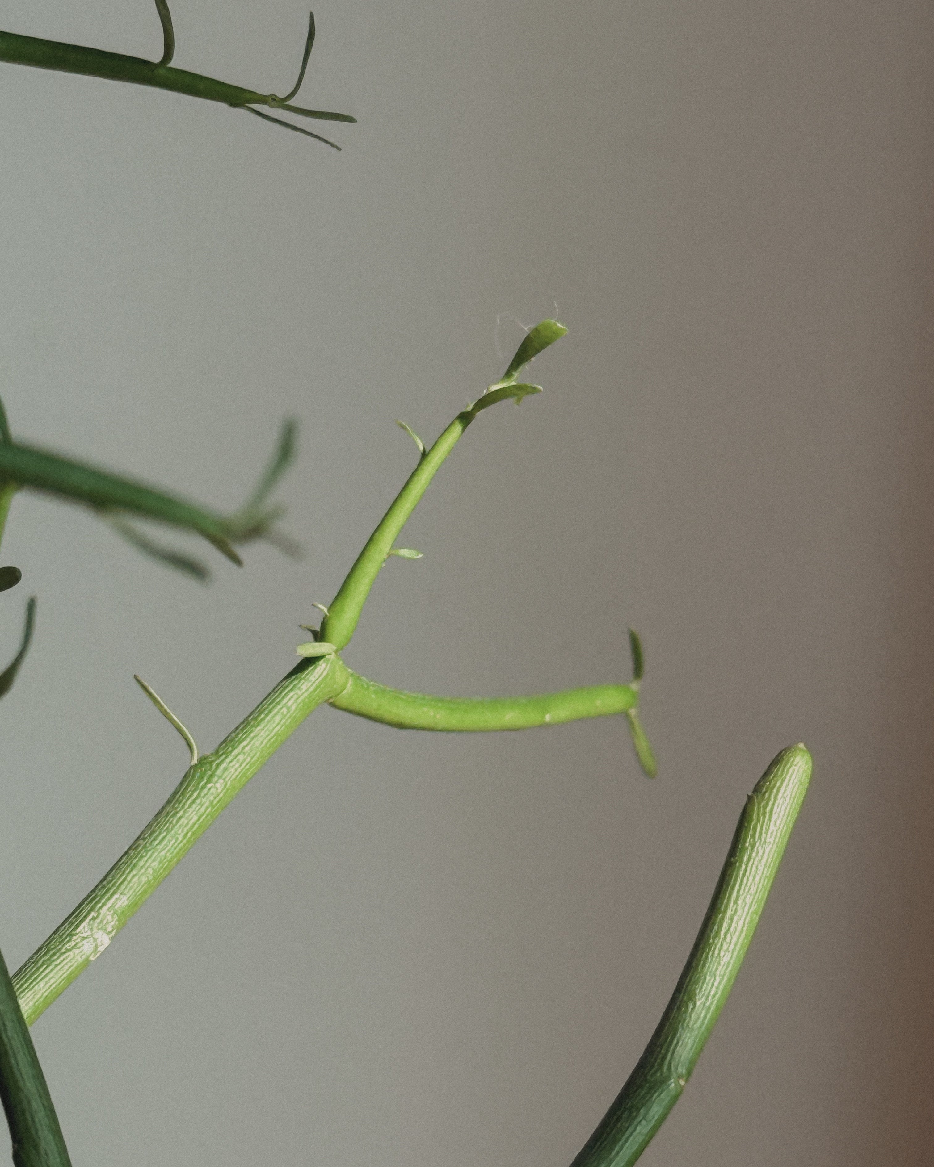 Euphorbia tirucalli