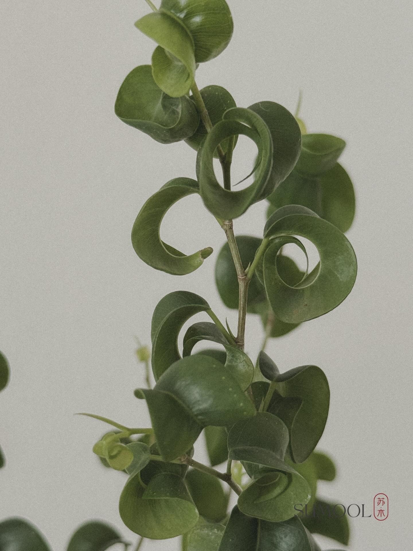 Ficus Benjamin