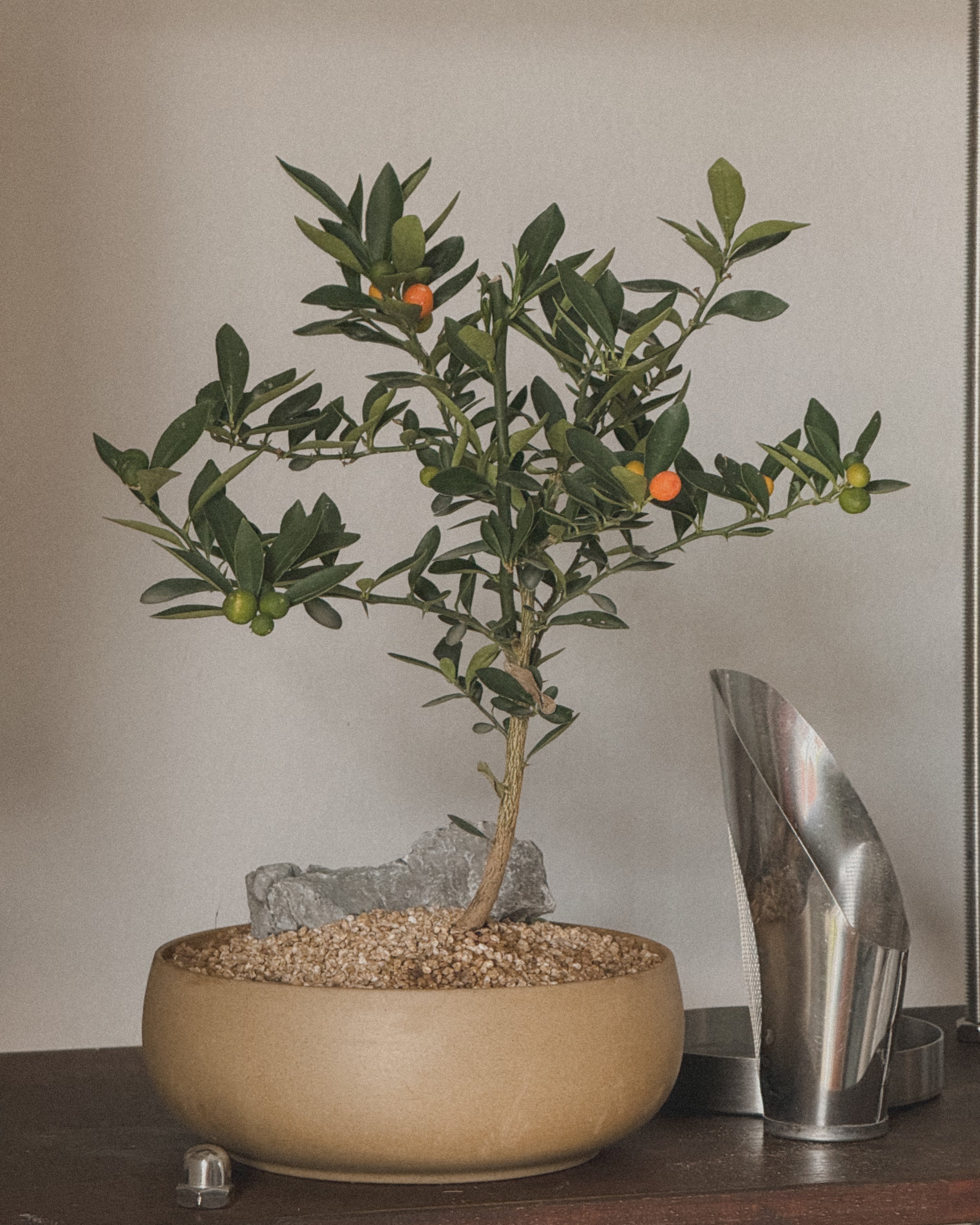 Lucky Kinkan in round pot