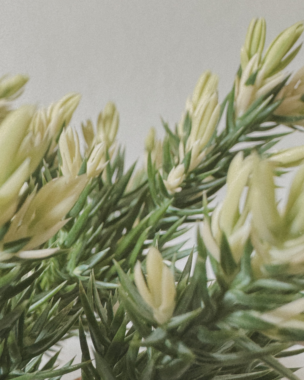 Variegated Japanese Juniper Sleeping Pine