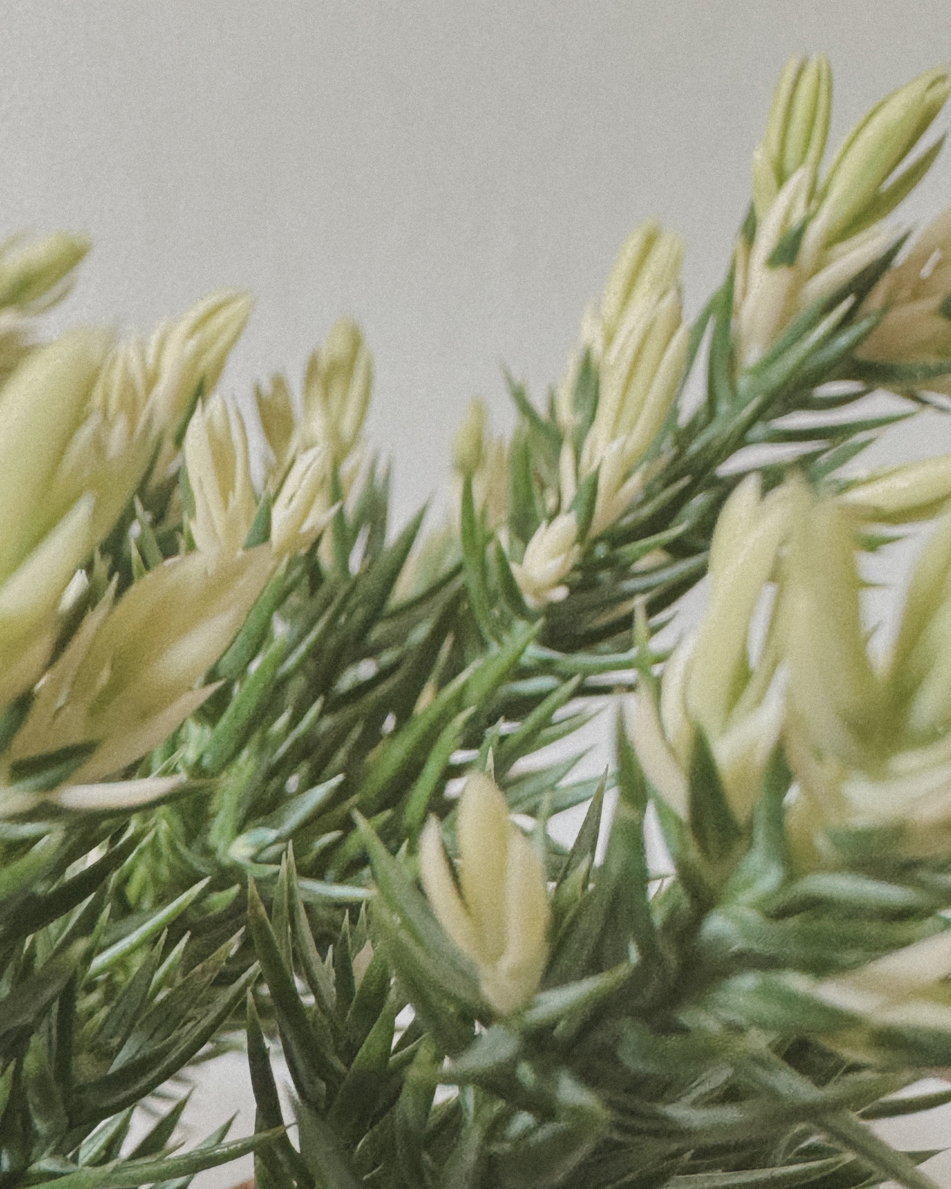 Variegated Japanese Juniper Sleeping Pine