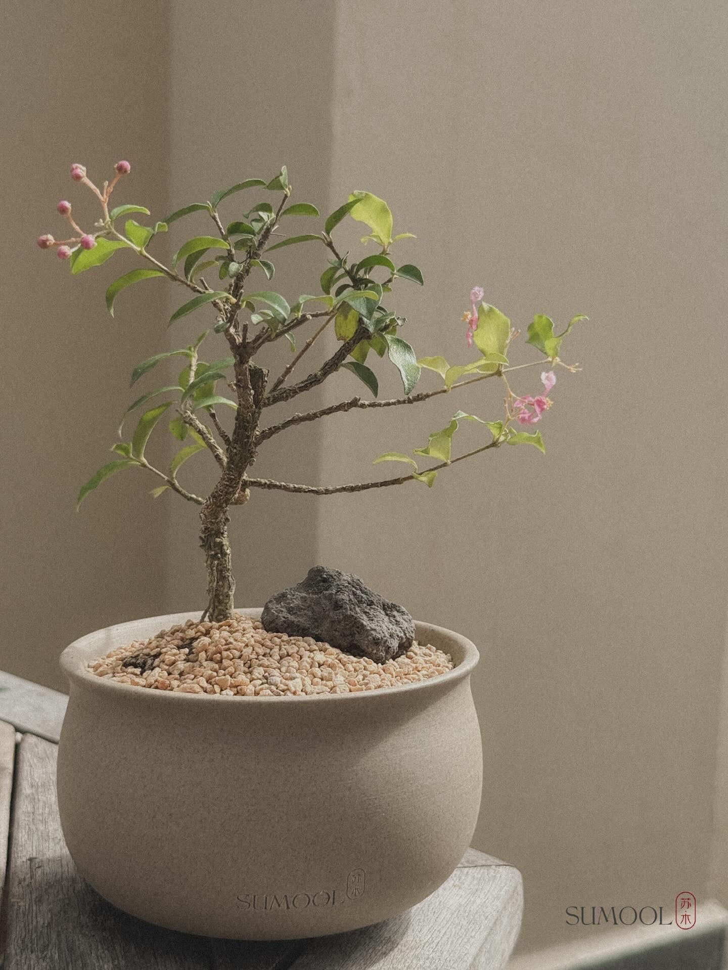 Cherry Barbados Mini Bonsai
