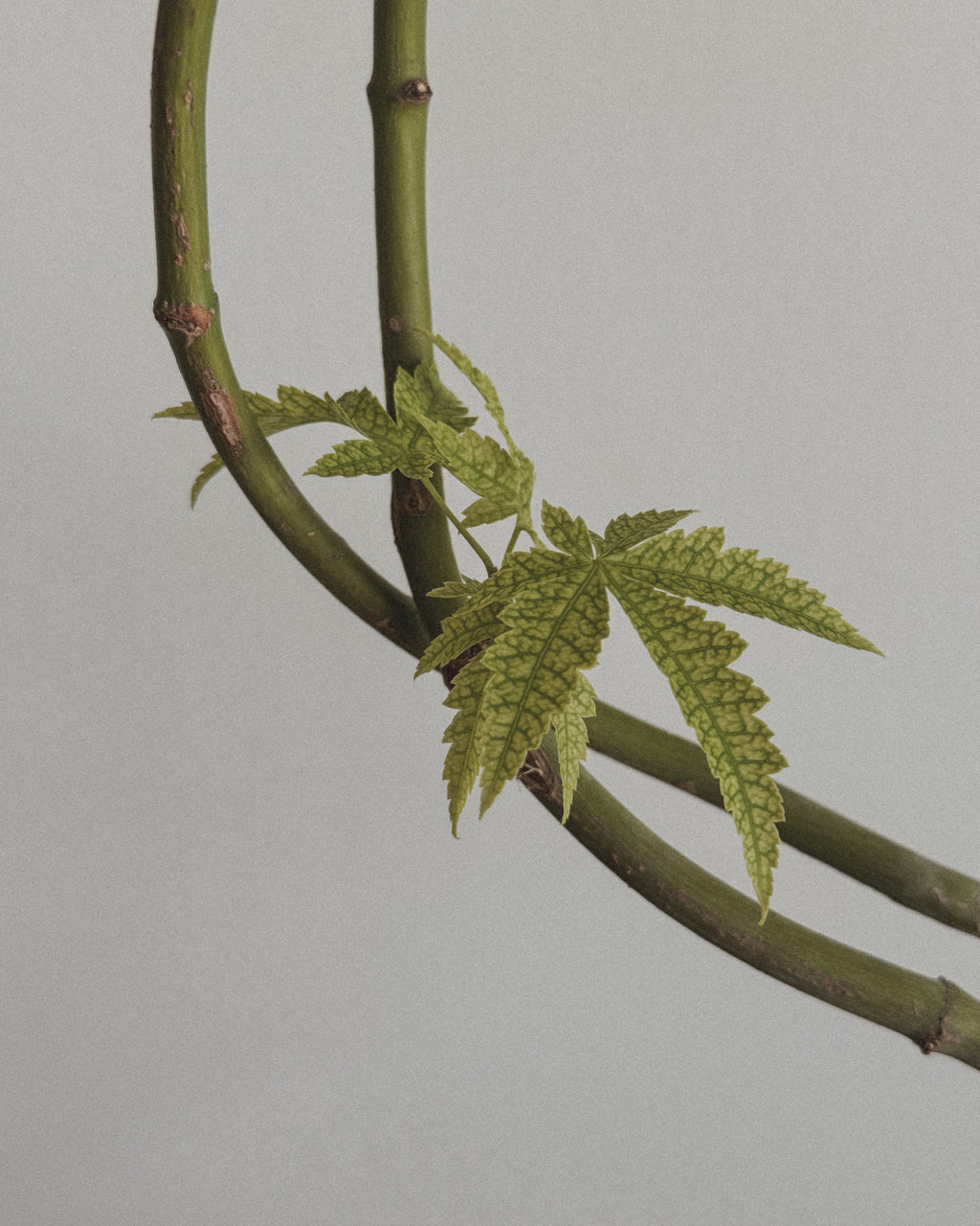 Japanese Maple kokedama