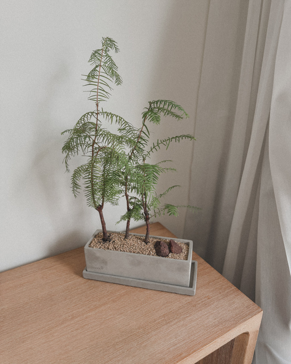 Dawn Redwood - Table forest style