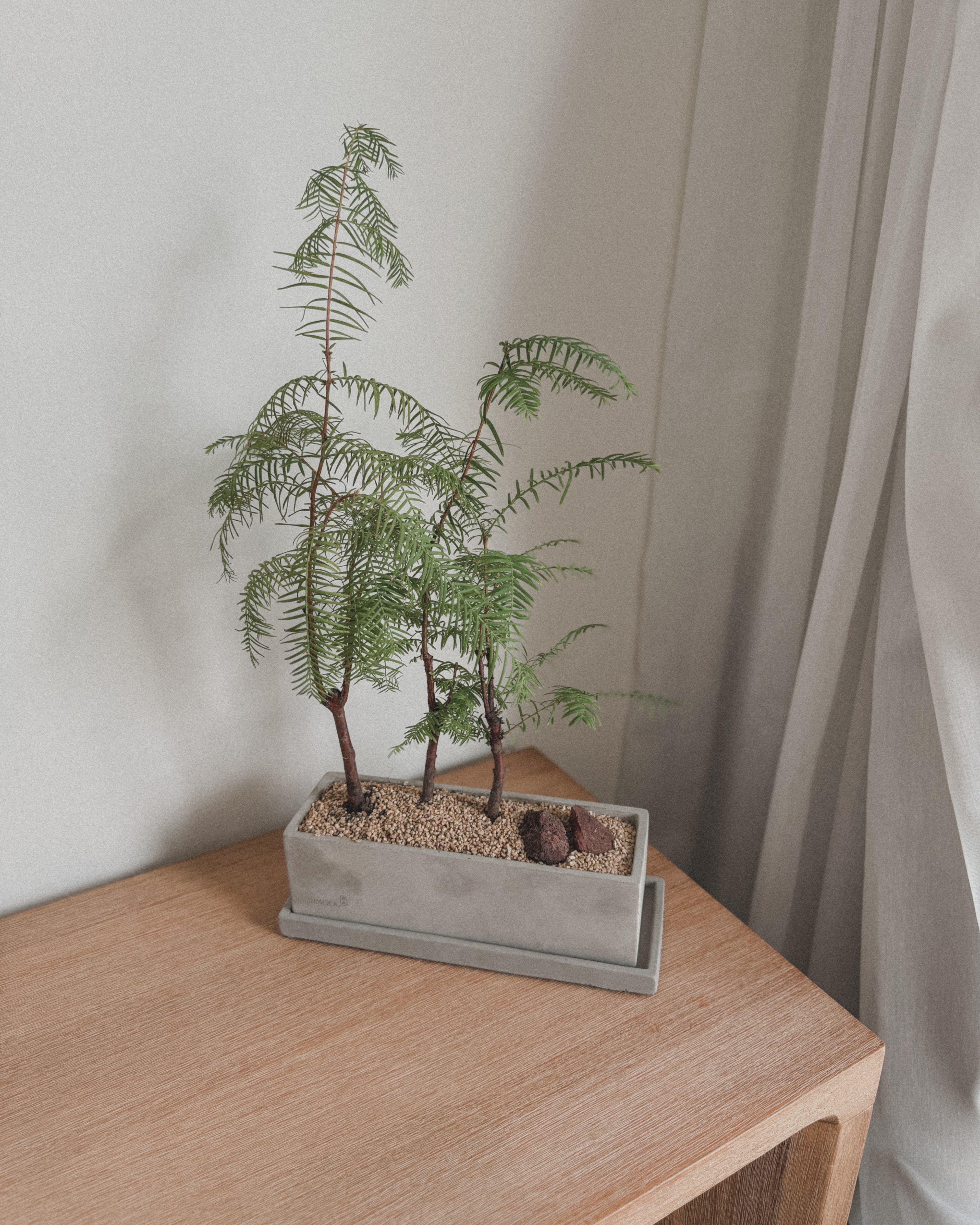 Dawn Redwood - Table forest style