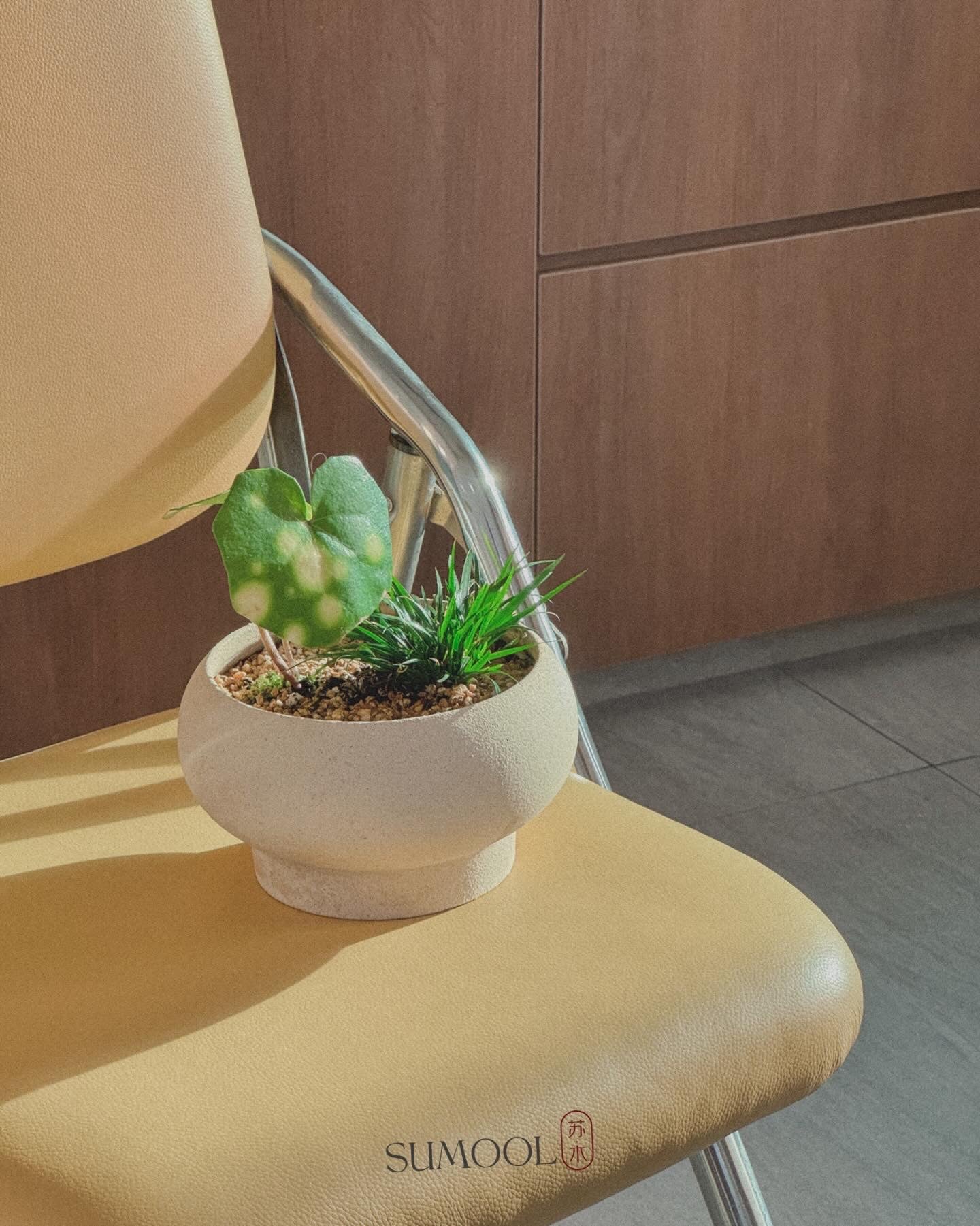 Firefly Leopard (Farfugium japonicum)